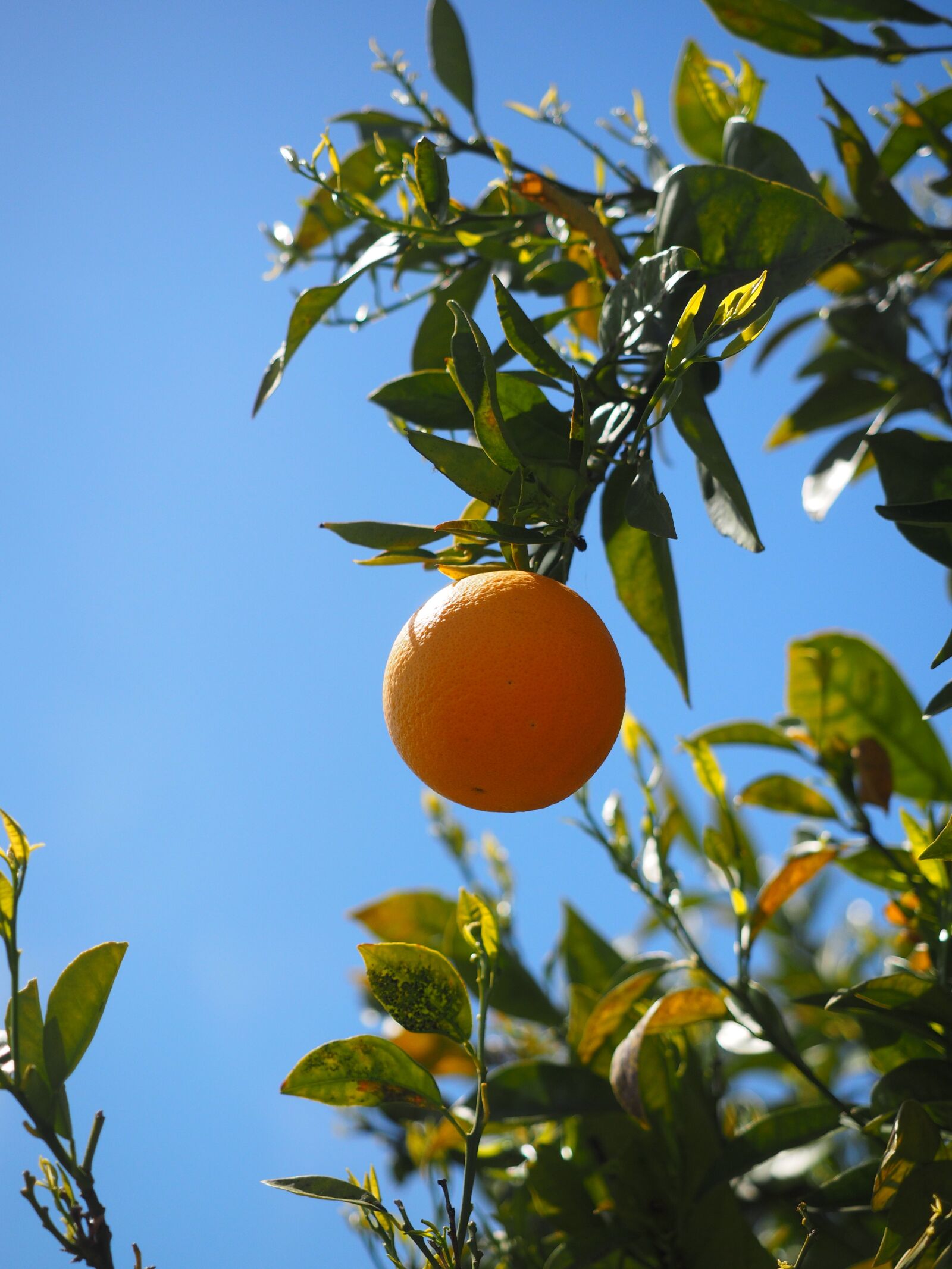 Olympus OM-D E-M1 + Olympus M.Zuiko Digital ED 12-40mm F2.8 Pro sample photo. Orange, fruit, orange tree photography