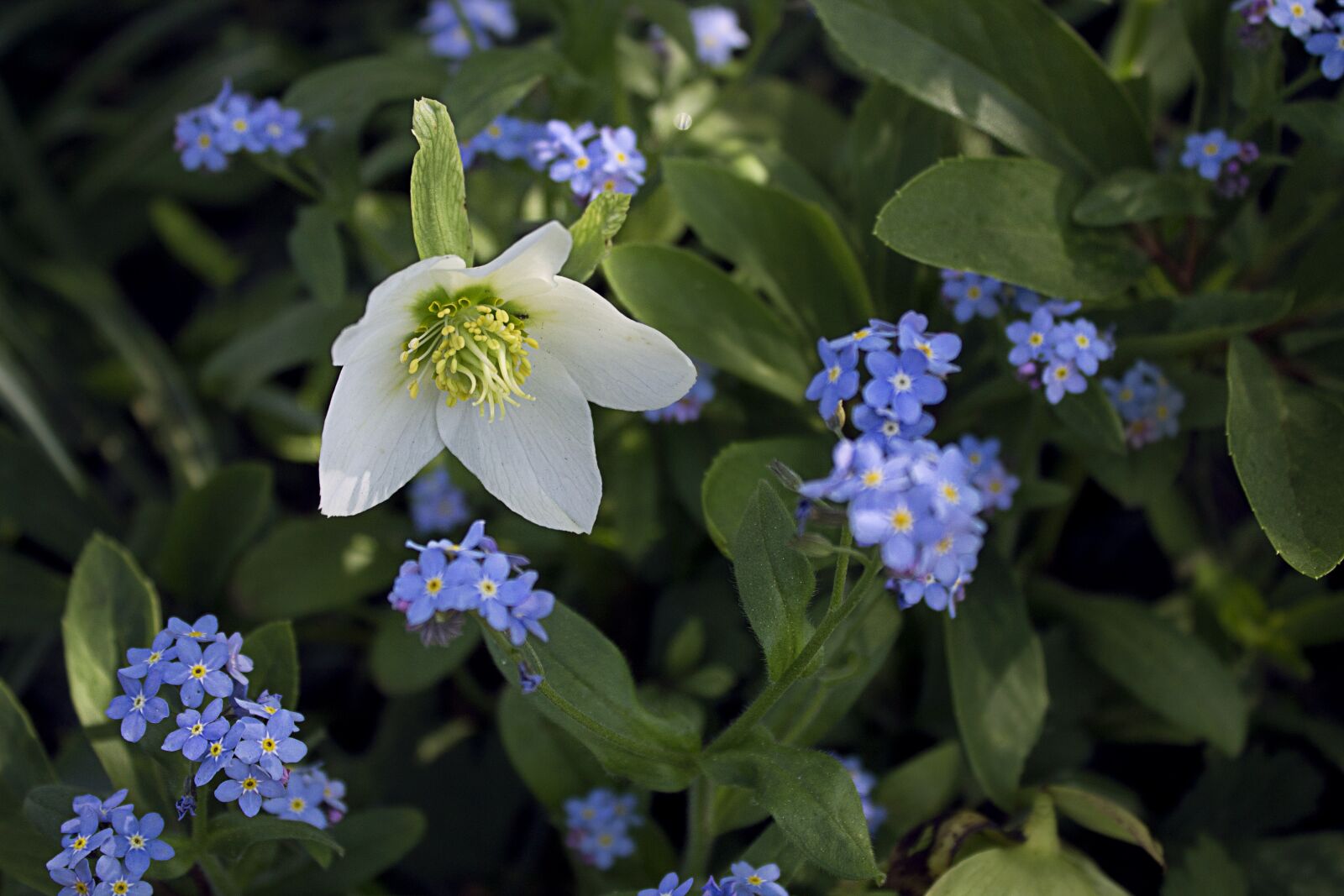 Canon EOS 1100D (EOS Rebel T3 / EOS Kiss X50) sample photo. Flower, white, plant photography