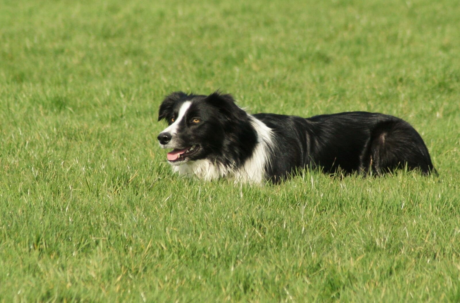 Canon EOS 350D (EOS Digital Rebel XT / EOS Kiss Digital N) sample photo. Sheepdog, pet, play photography