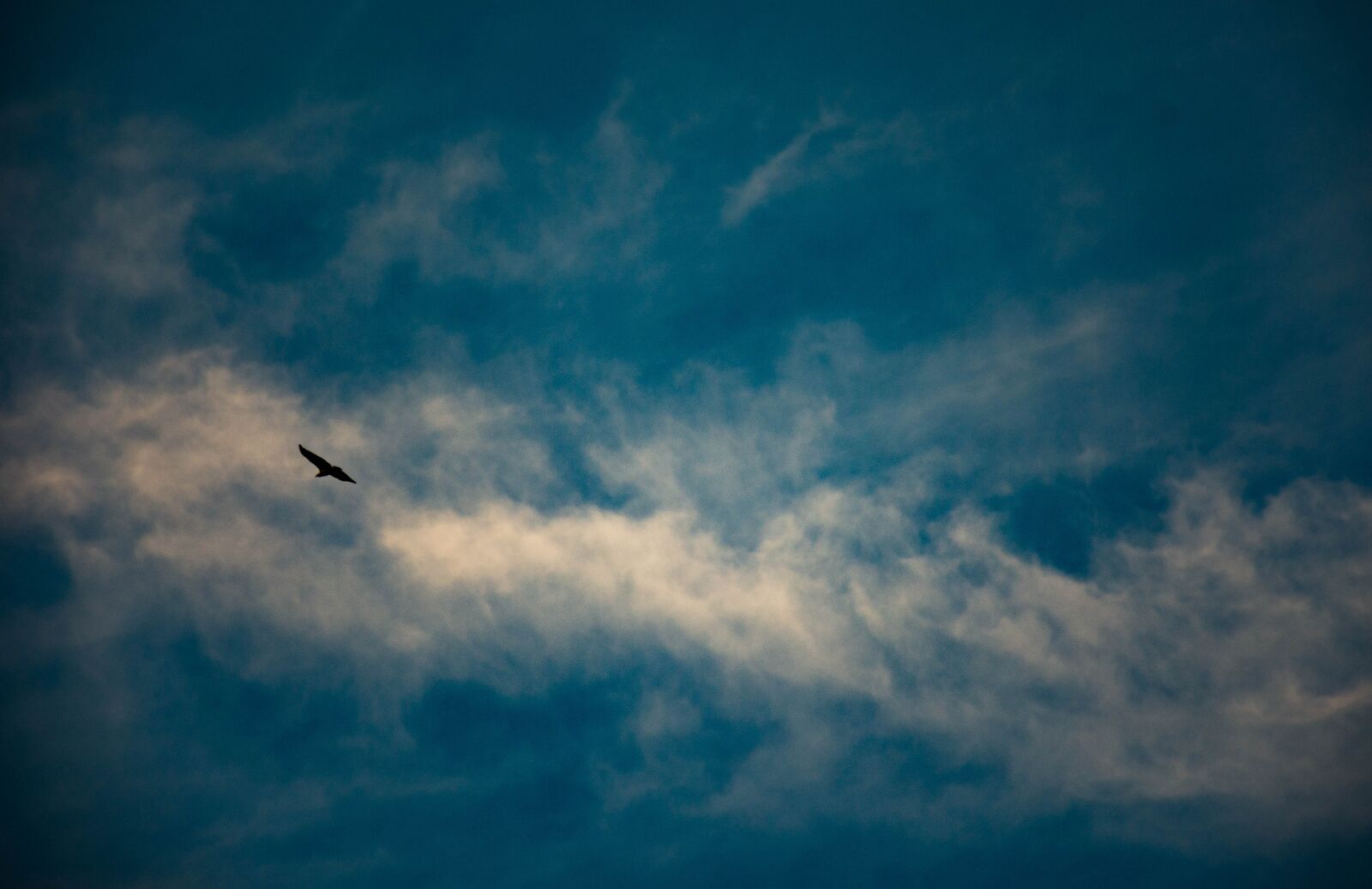 Nikon D7200 sample photo. Bird, sky, freedom photography