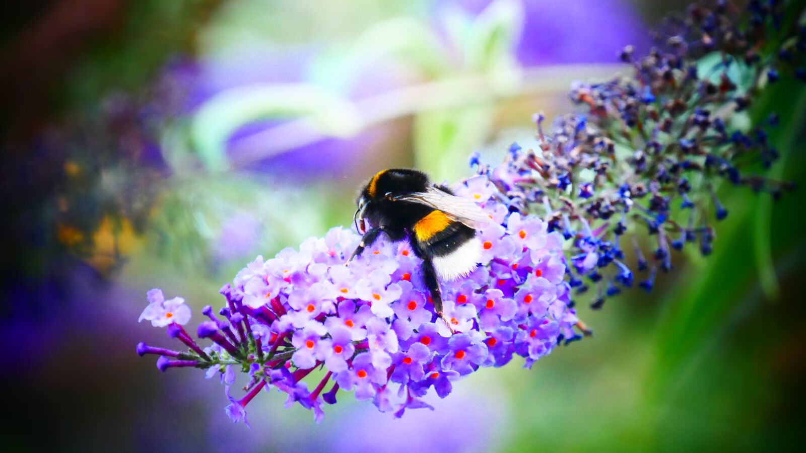 Panasonic Lumix DMC-G85 (Lumix DMC-G80) sample photo. Bee, bumblebee, summer photography