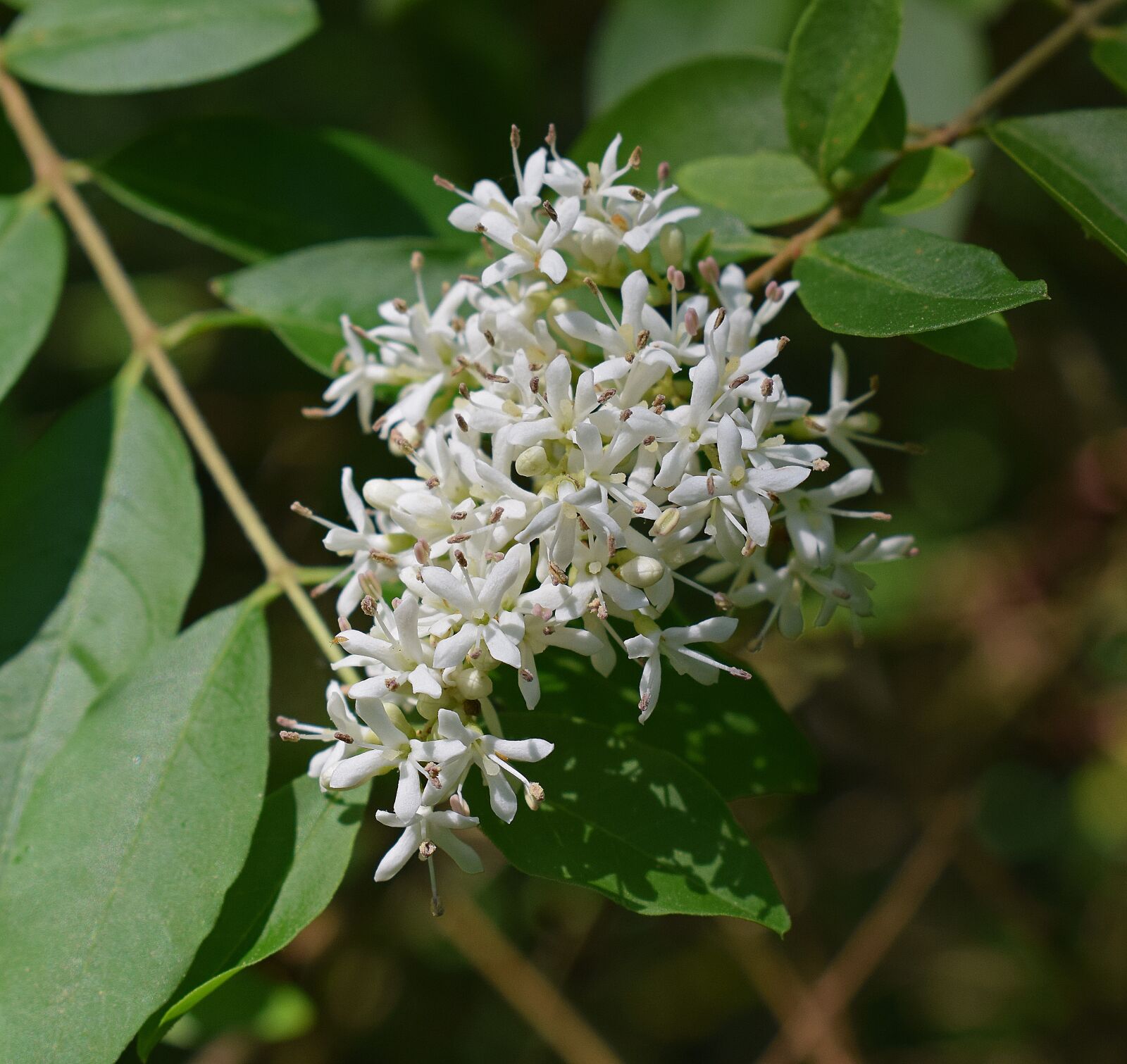Nikon D3300 sample photo. Honey locust flowers, blossom photography
