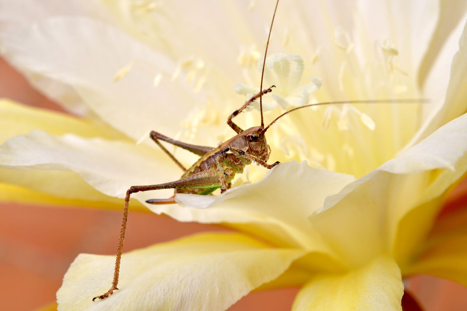 Nikon D7500 sample photo. Insect, grillo, nature photography