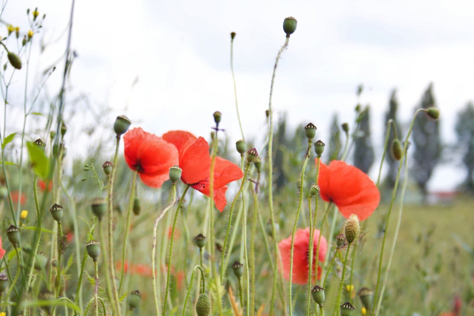 Canon EOS 350D (EOS Digital Rebel XT / EOS Kiss Digital N) sample photo. Poppy, klatschmohn, flowers photography