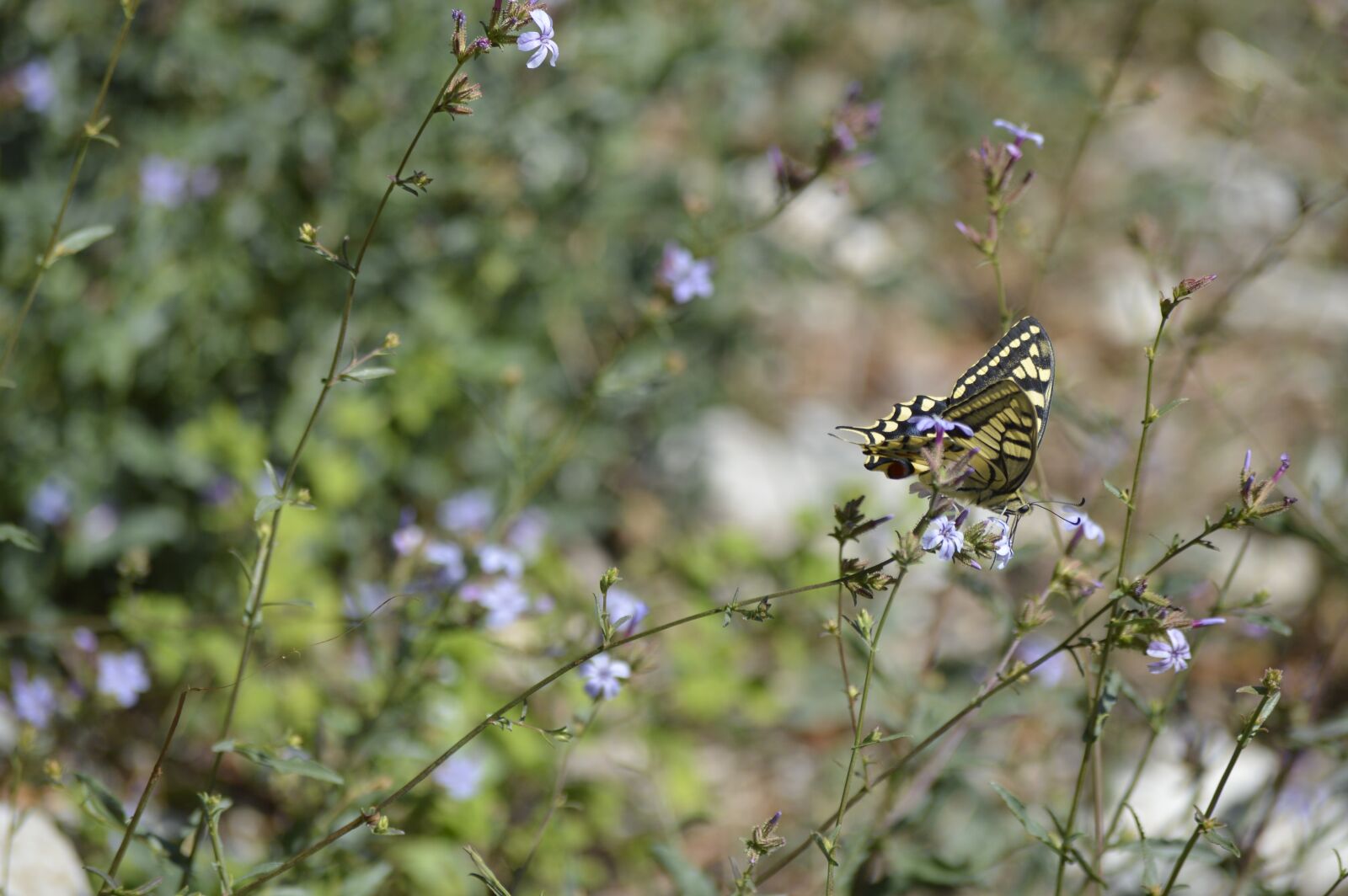 Nikon D3200 sample photo. Butterfly, colored, insect photography