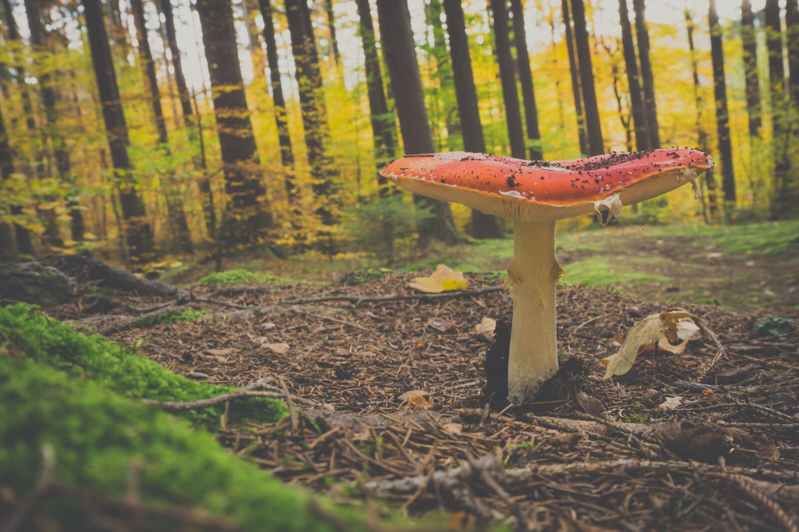 Sony a6000 sample photo. Fly agaric, forest, mushroom photography