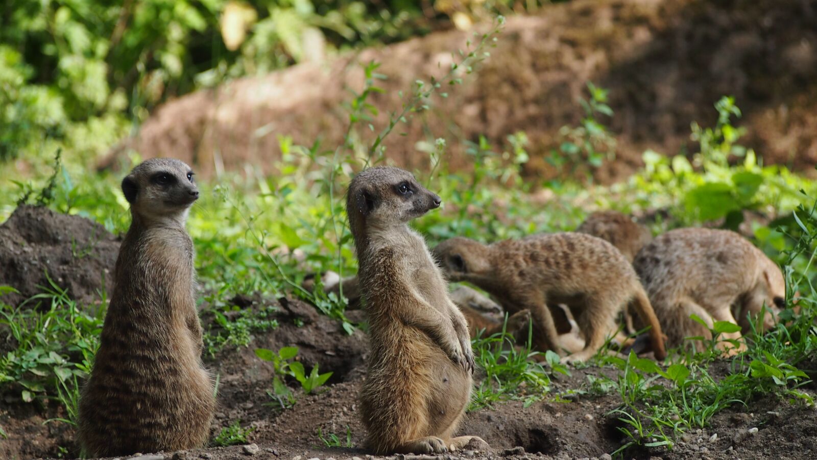 Olympus PEN E-PL3 sample photo. Meerkat, guard, cute photography