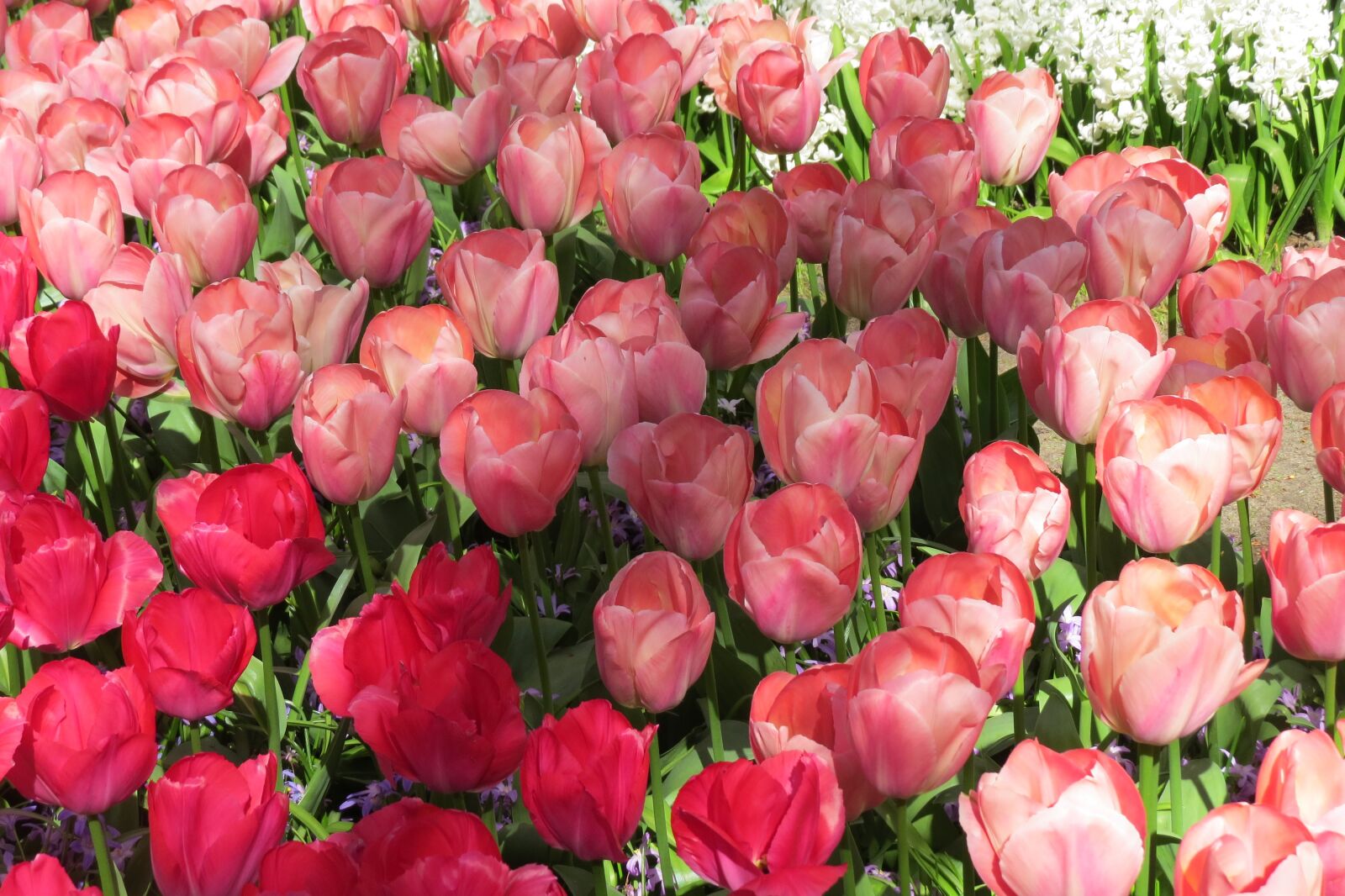 Canon PowerShot SX50 HS sample photo. Tulip, tulips, bloom photography