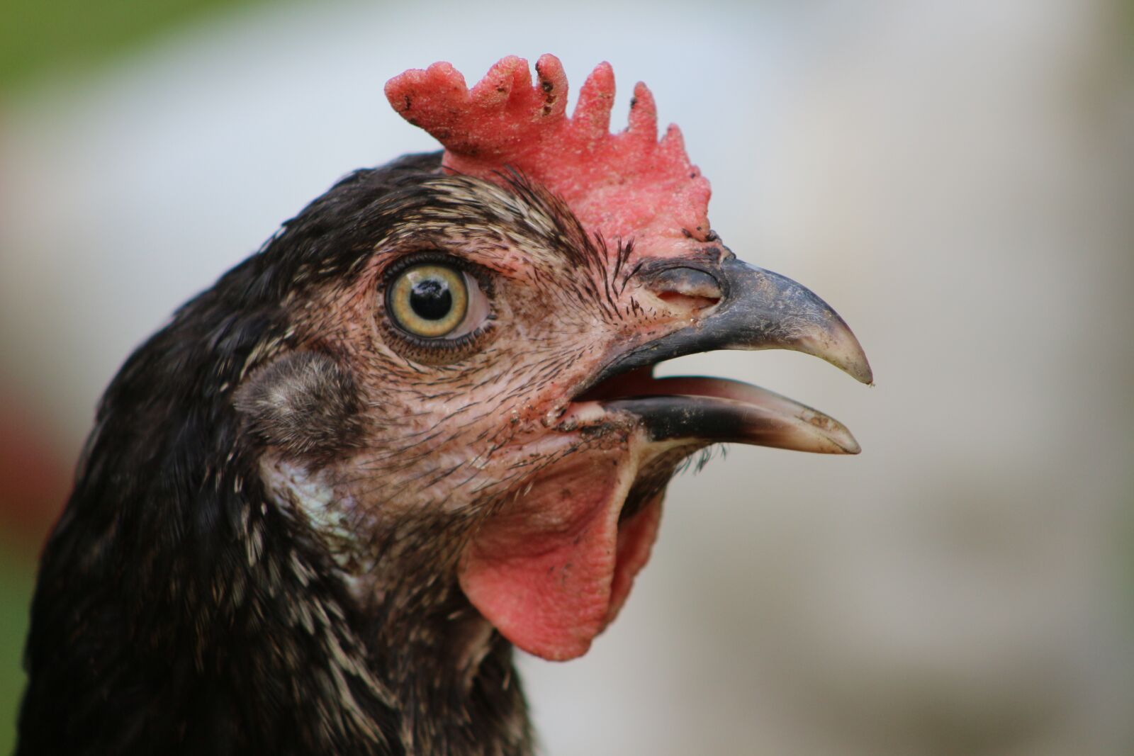 Canon EOS 700D (EOS Rebel T5i / EOS Kiss X7i) sample photo. Chicken, hen, poultry photography