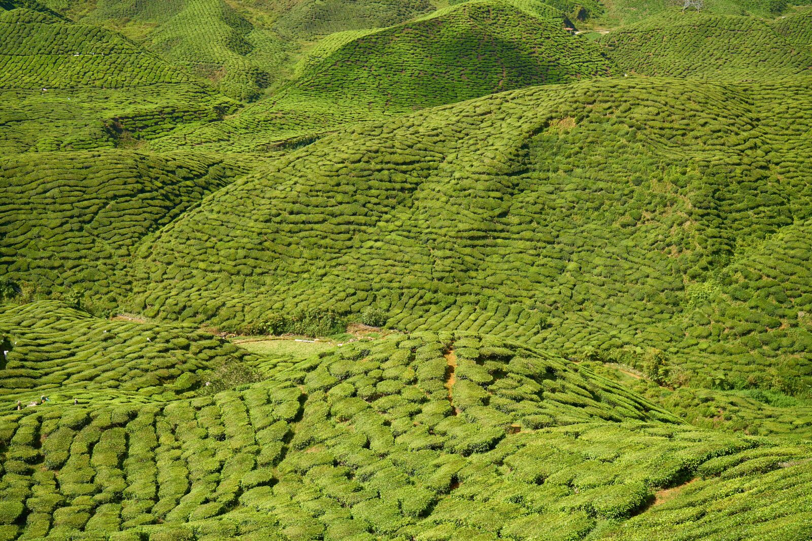 Sony a7R II sample photo. Green, the tea plantations photography