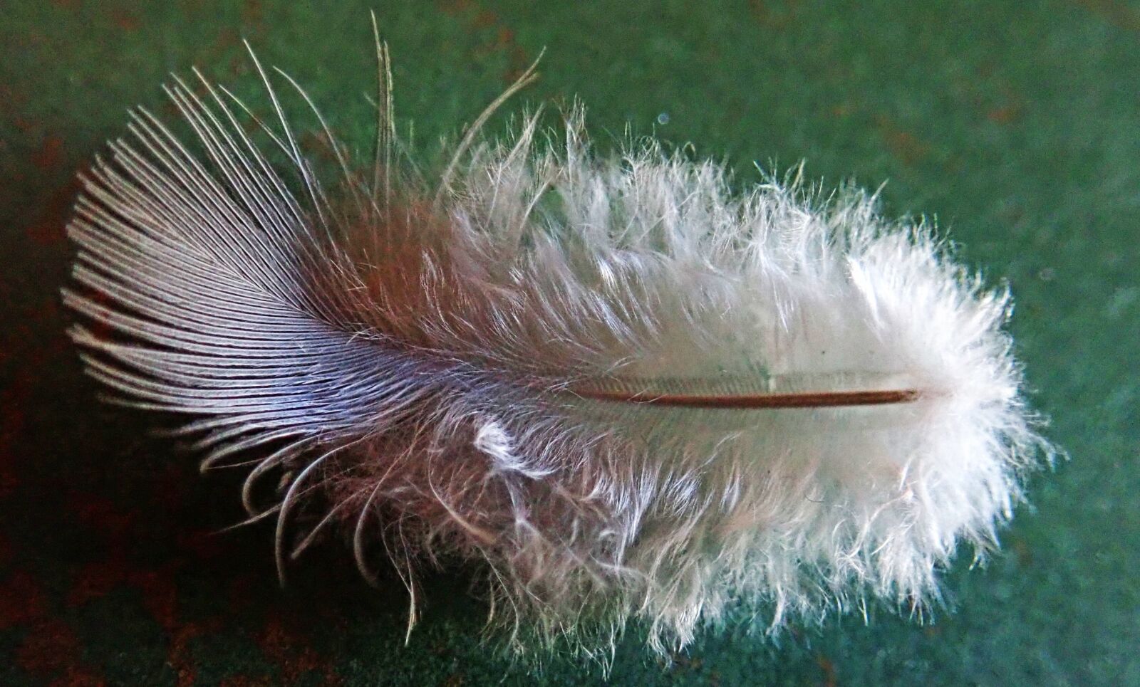 Olympus TG-5 sample photo. Feather, white, flight photography