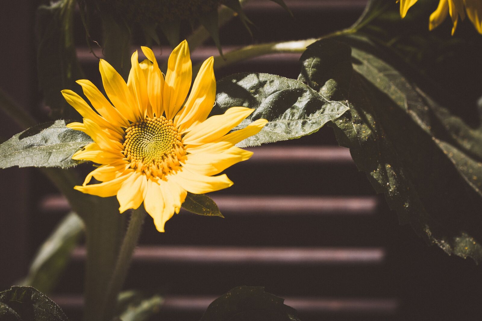 Nikon D7100 sample photo. Sunflower, yellow, yellow flower photography