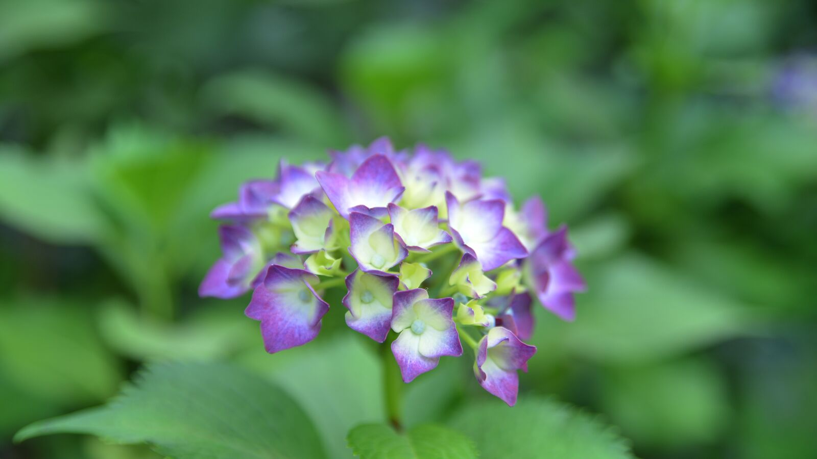 Nikon D800 sample photo. Flowers, spring, wildflower photography