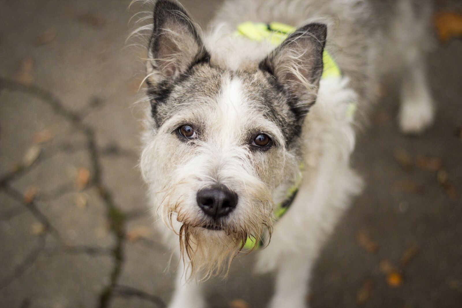 Canon EOS 600D (Rebel EOS T3i / EOS Kiss X5) + Canon EF 50mm F1.8 II sample photo. Dog, park, canine photography