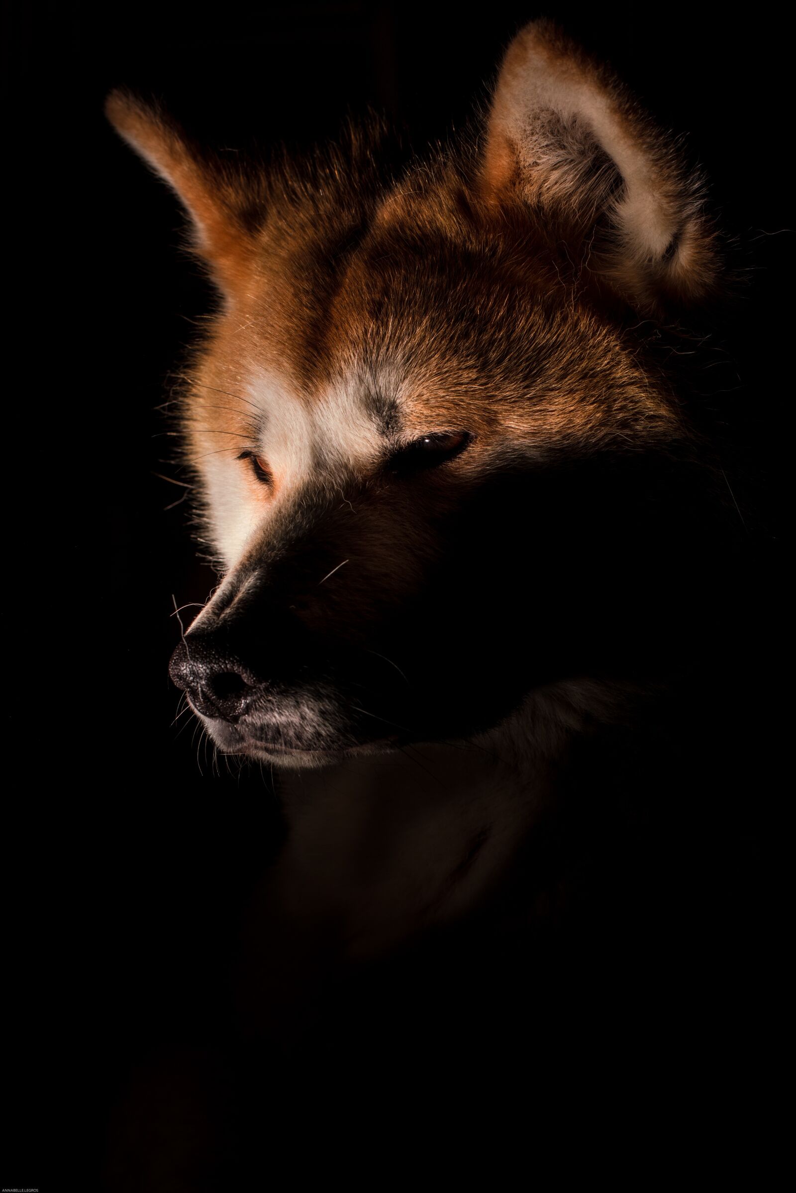 Nikon D810 sample photo. Dog, akita, fox photography