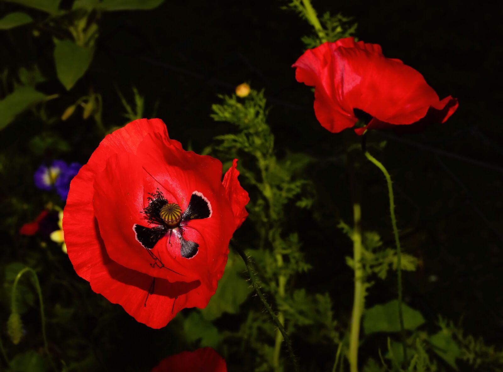 Sony a99 II sample photo. Flower, blossom, bloom photography