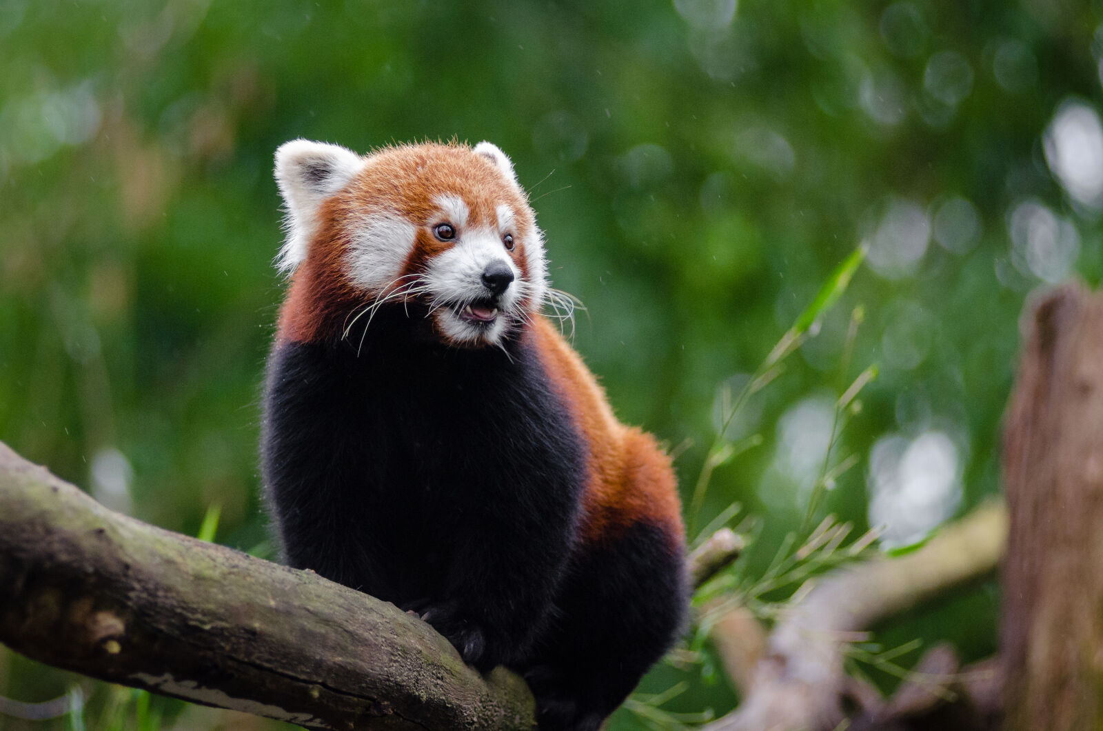 AF Zoom-Nikkor 80-200mm f/2.8 ED sample photo