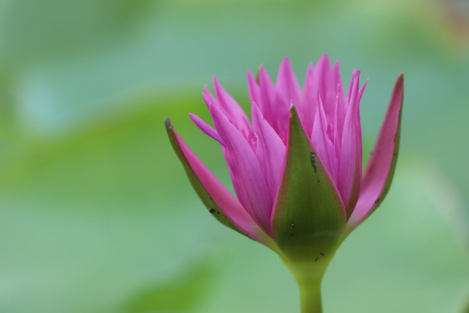 Canon EOS M6 sample photo. Pink flower, lotus, waterlily photography