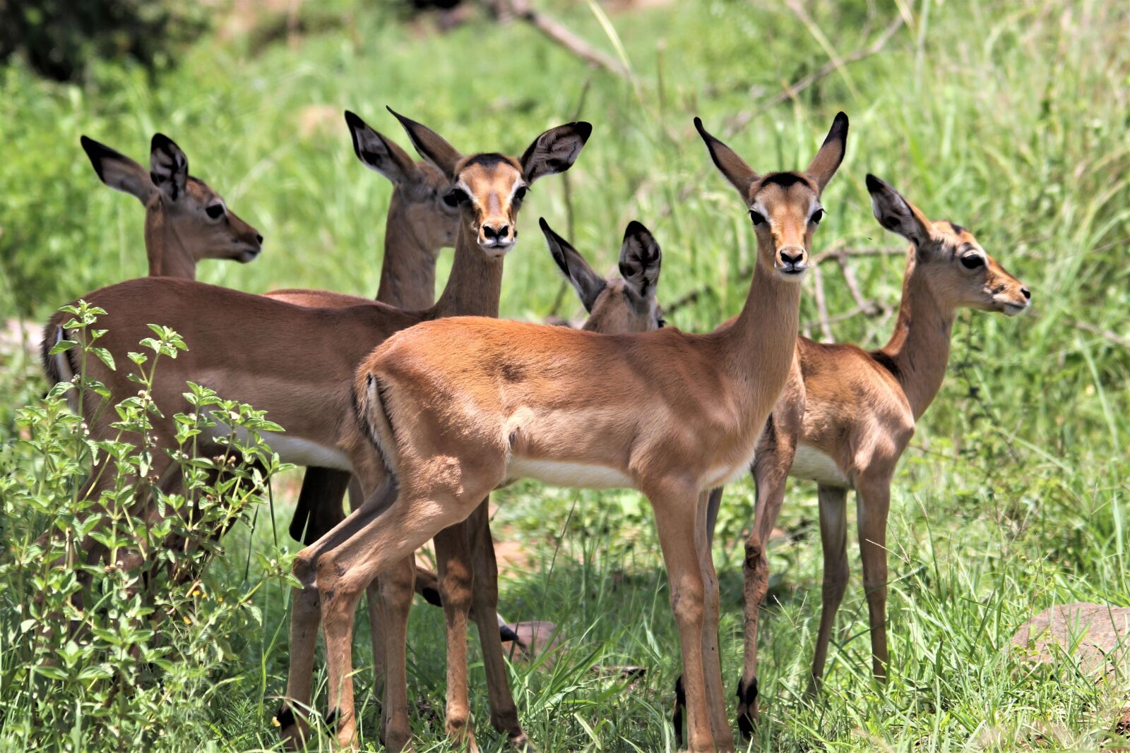Canon EOS 60D sample photo. Impala, doe, female photography