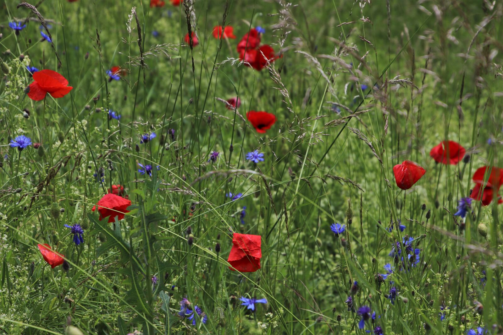 Canon EOS 80D sample photo. Meadows, poppies, cornflowers photography