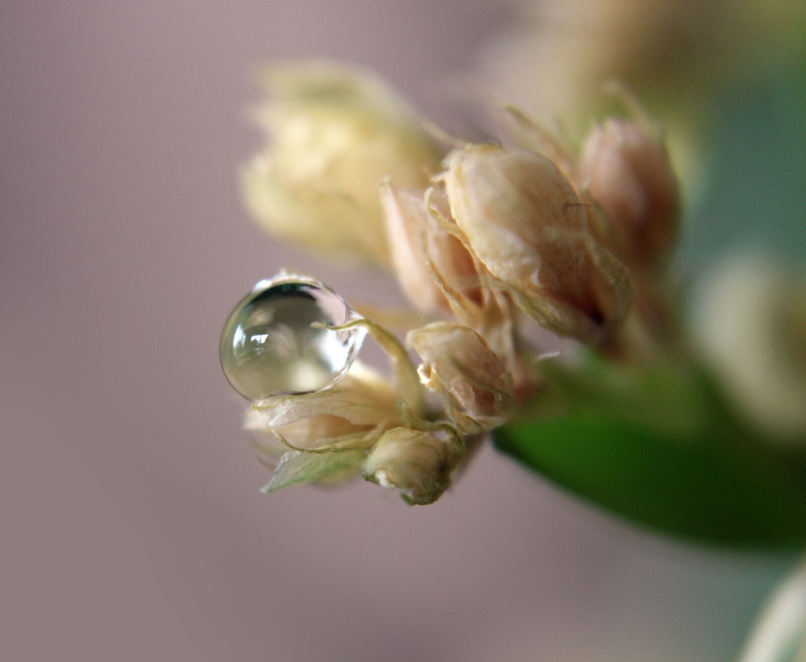 Canon EOS 1300D (EOS Rebel T6 / EOS Kiss X80) sample photo. Drop of water, drip photography