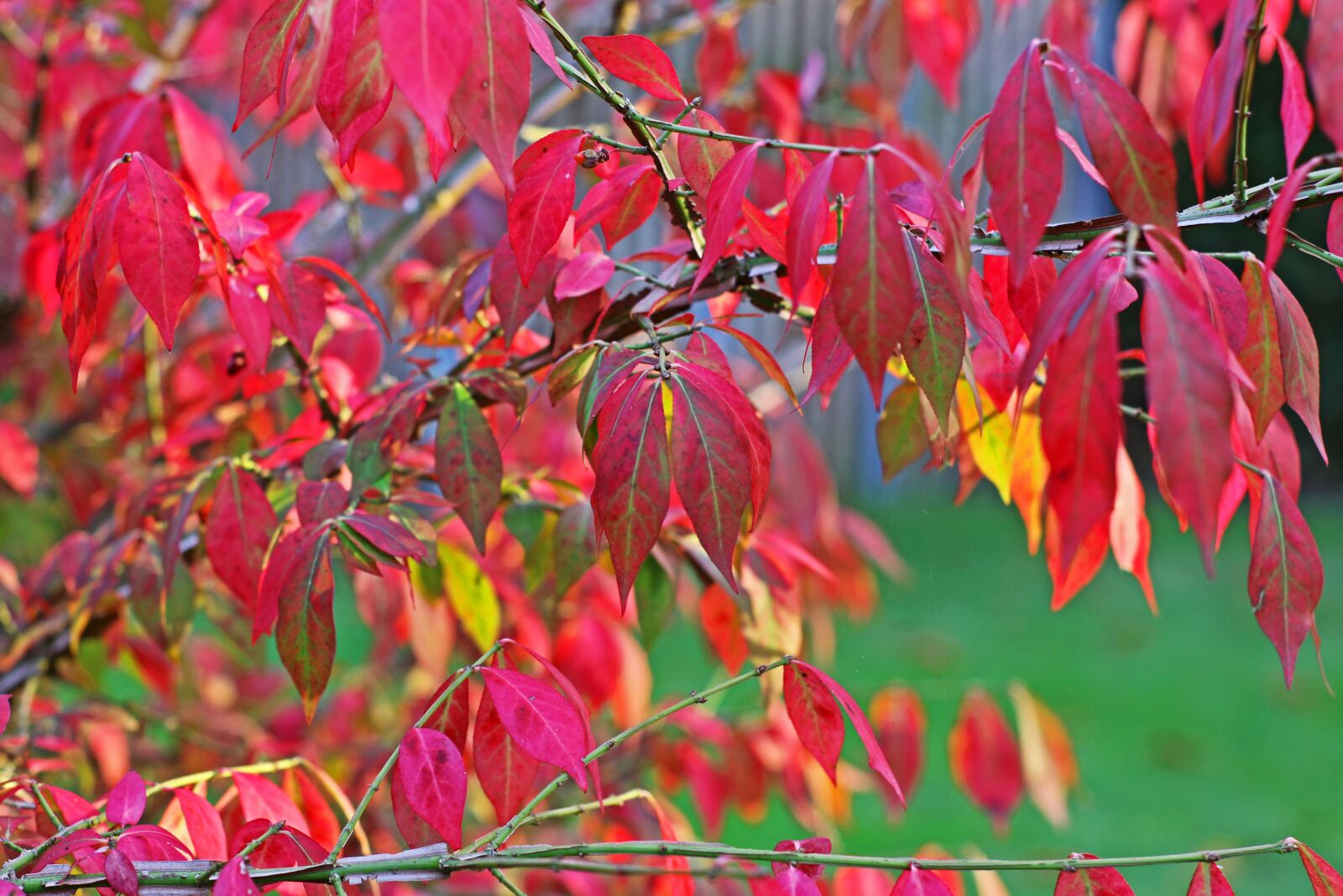 Canon EOS 700D (EOS Rebel T5i / EOS Kiss X7i) sample photo. Fall foliage, autumn, leaves photography