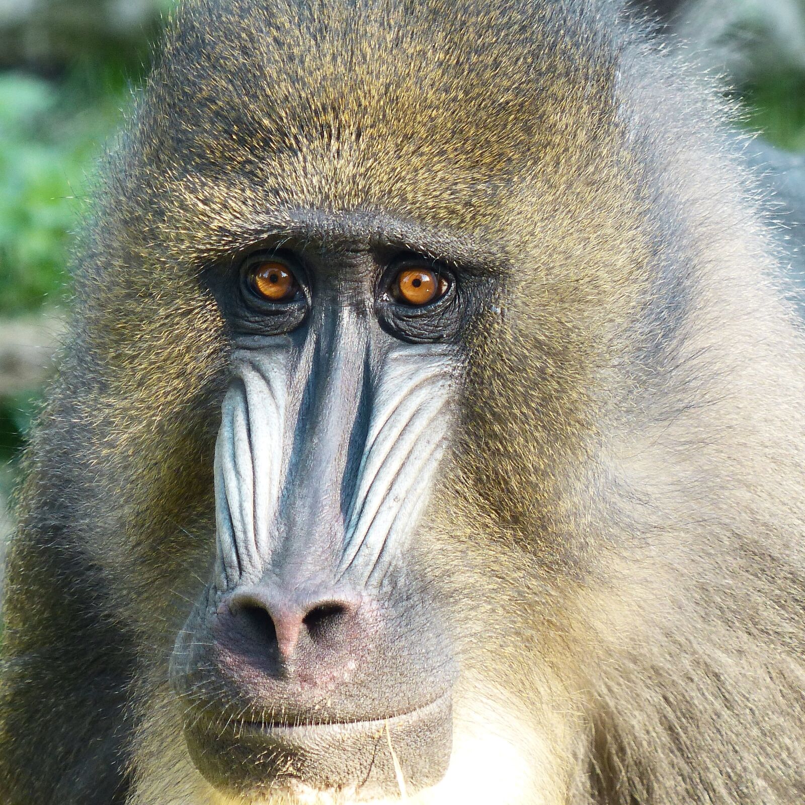 Panasonic Lumix DMC-FZ200 sample photo. Monkey, mandrill, animal portrait photography