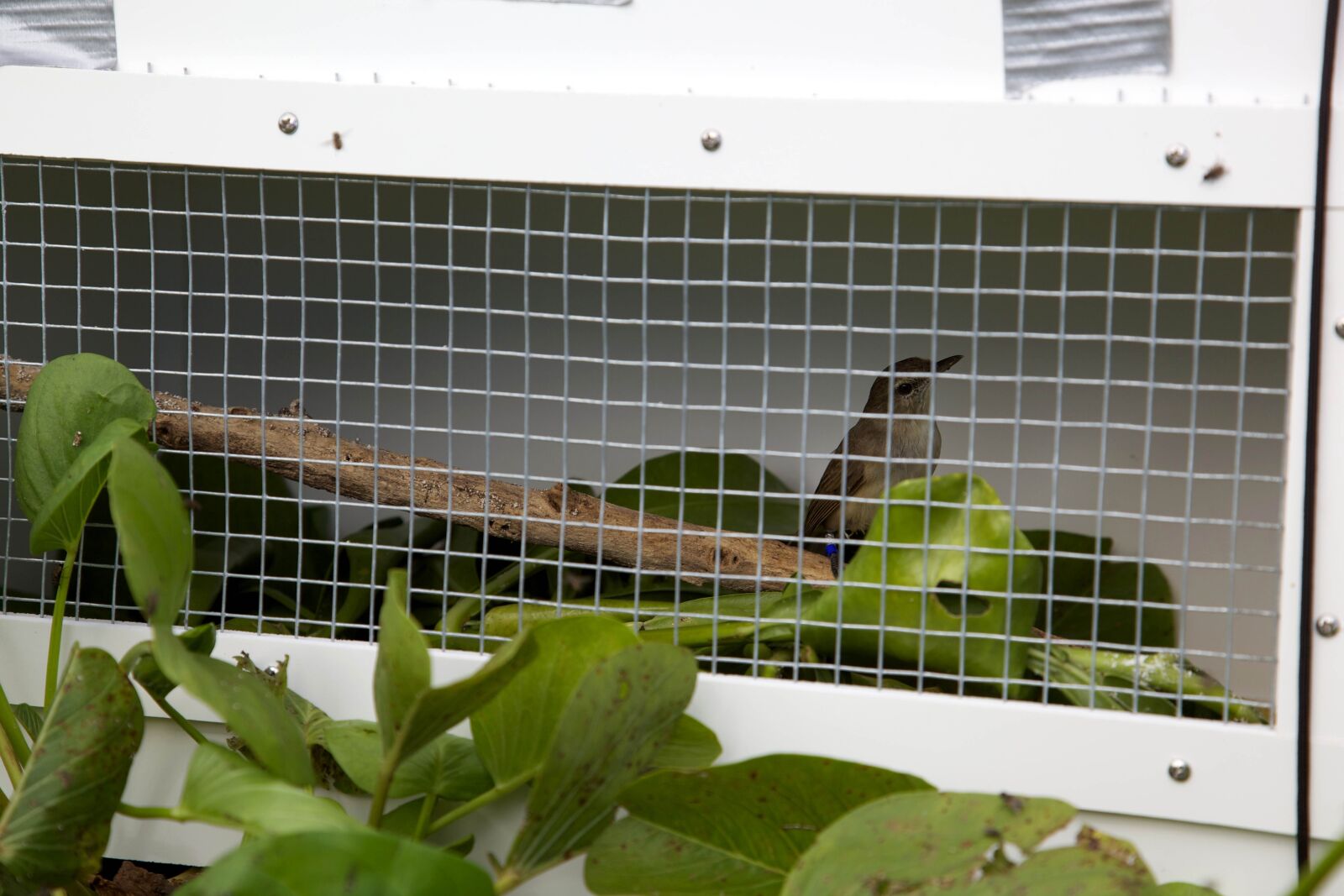 Canon EOS 5D Mark II sample photo. White, metal, cage, bird photography
