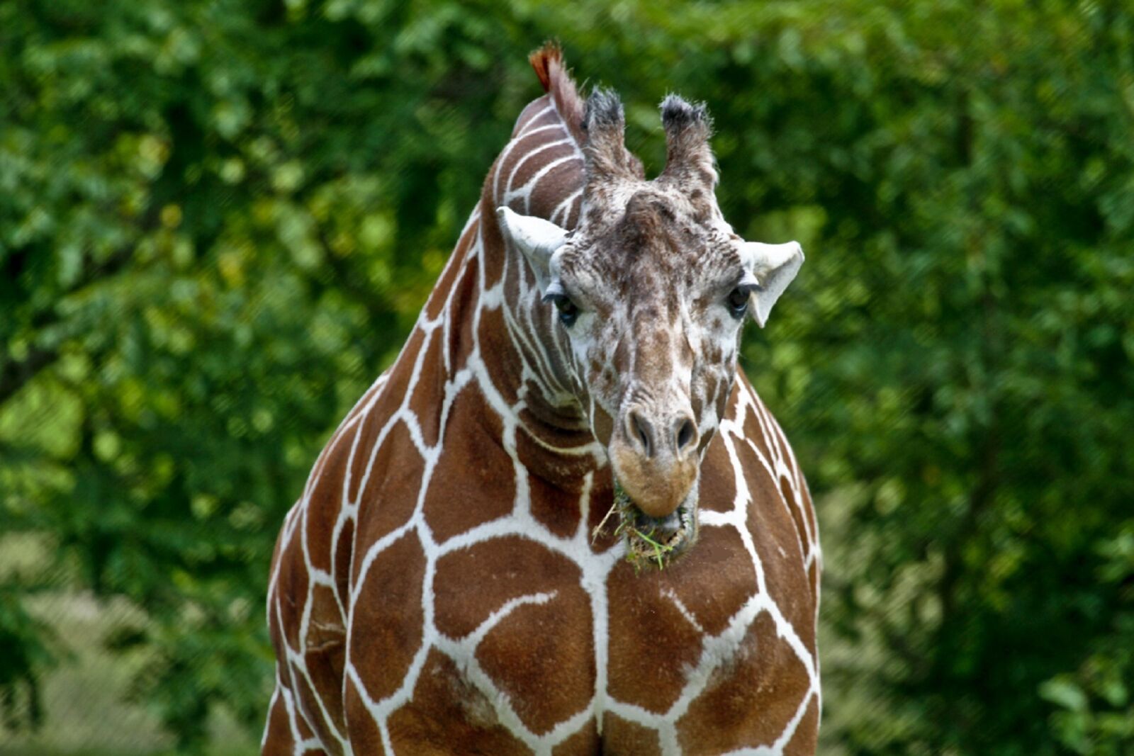 Canon EOS 7D sample photo. Giraffe, head, face photography
