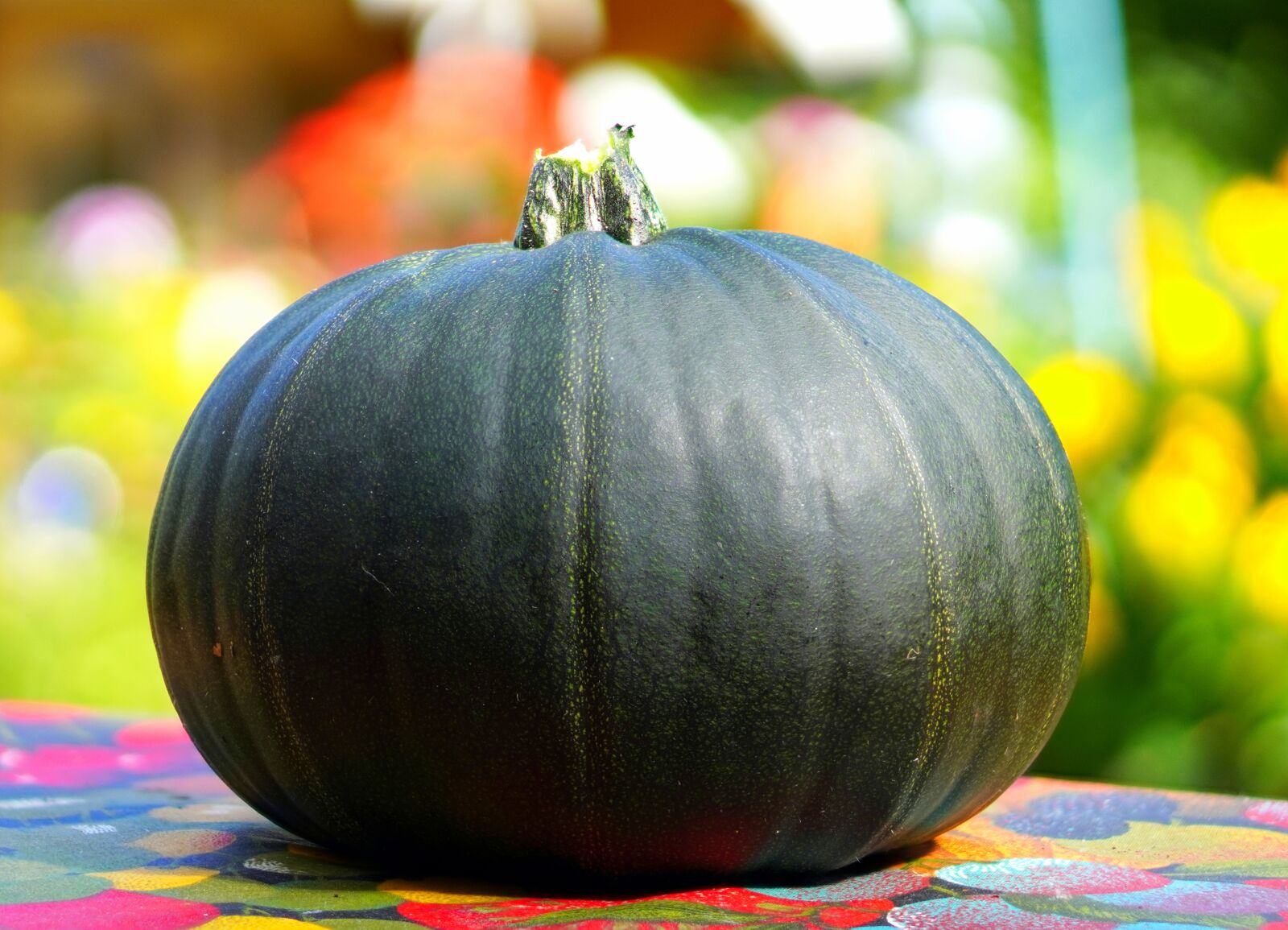 E 50mm F1.8 OSS sample photo. Zucchini, ripe, vegetables photography