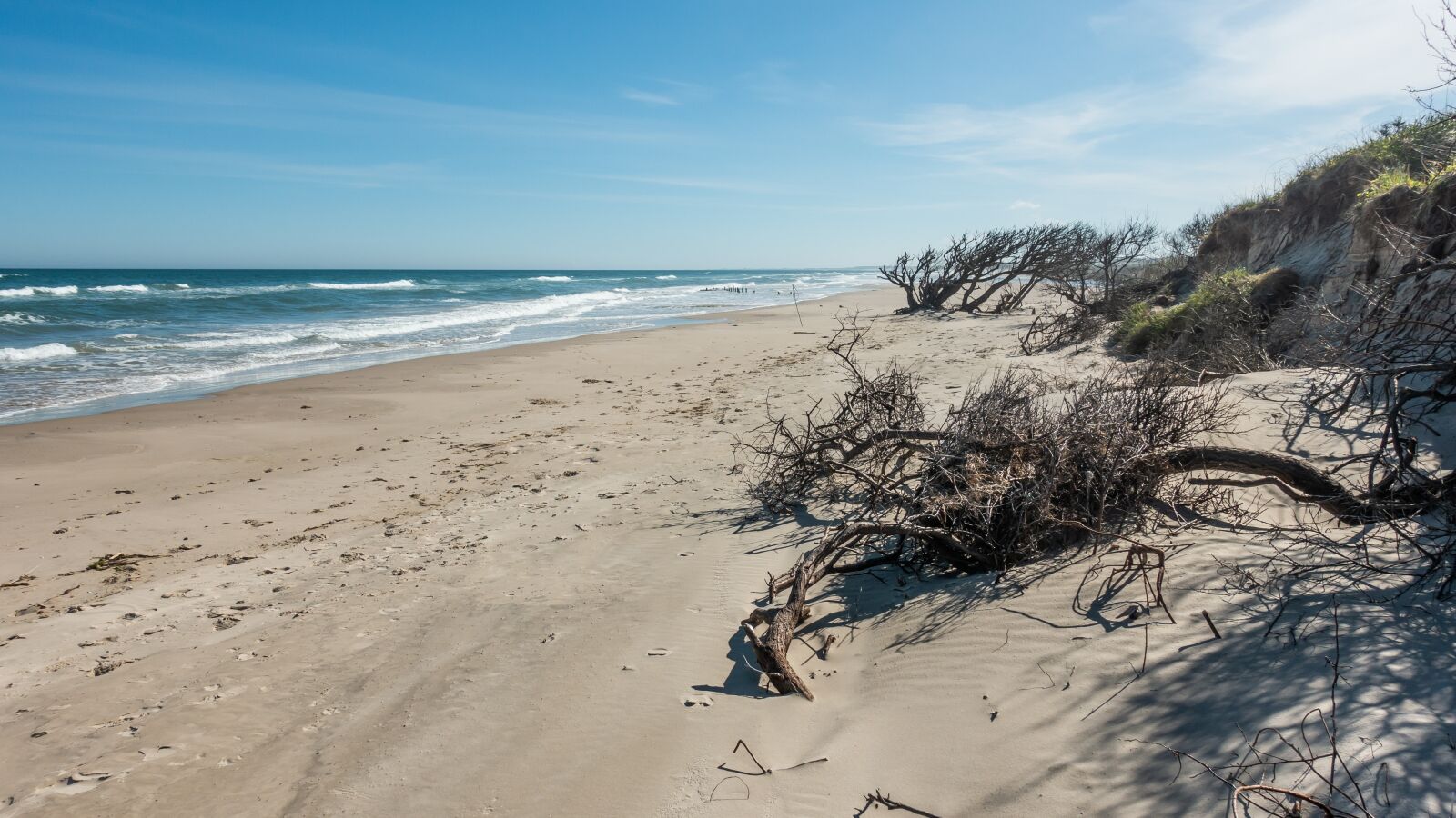Sony Cyber-shot DSC-RX100 III sample photo. Sand, beach, trees photography