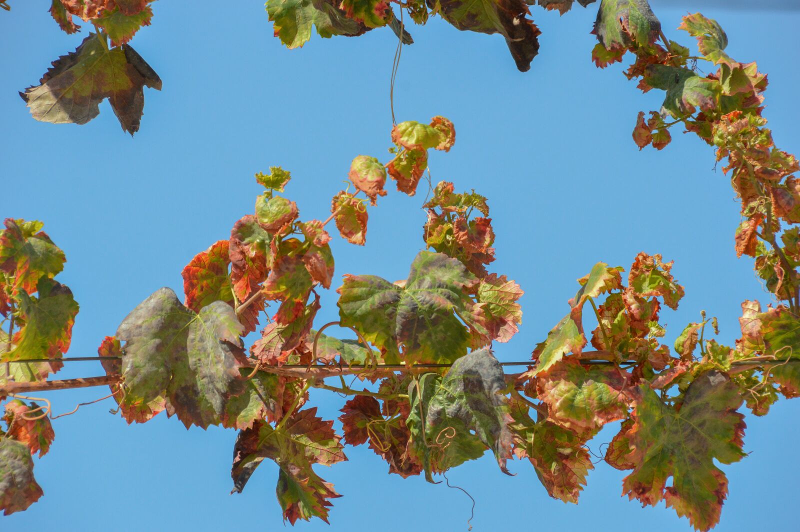 Nikon D3200 sample photo. Leaf, tree, flora photography