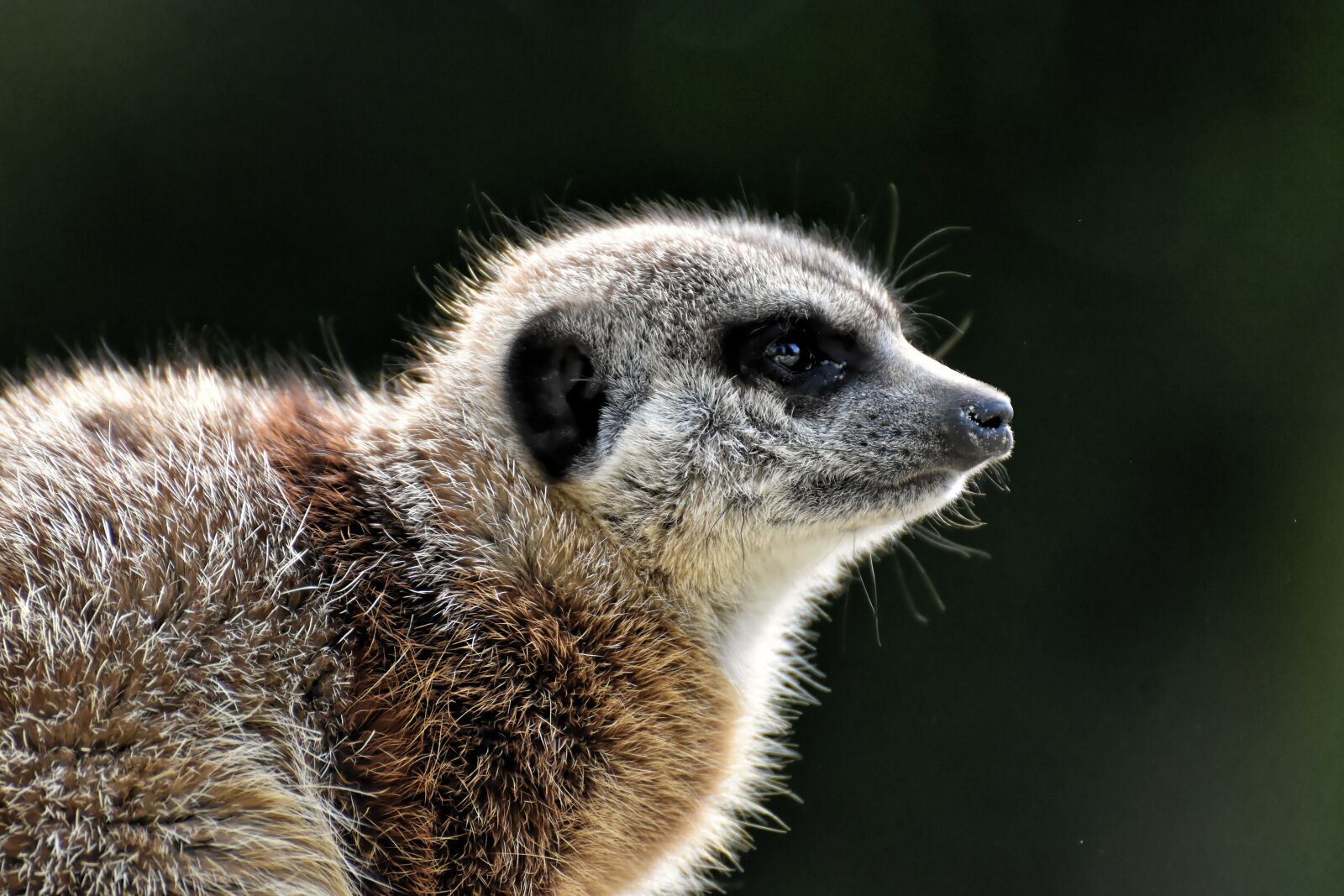 Nikon D7200 sample photo. Meerkat, animal, nature photography