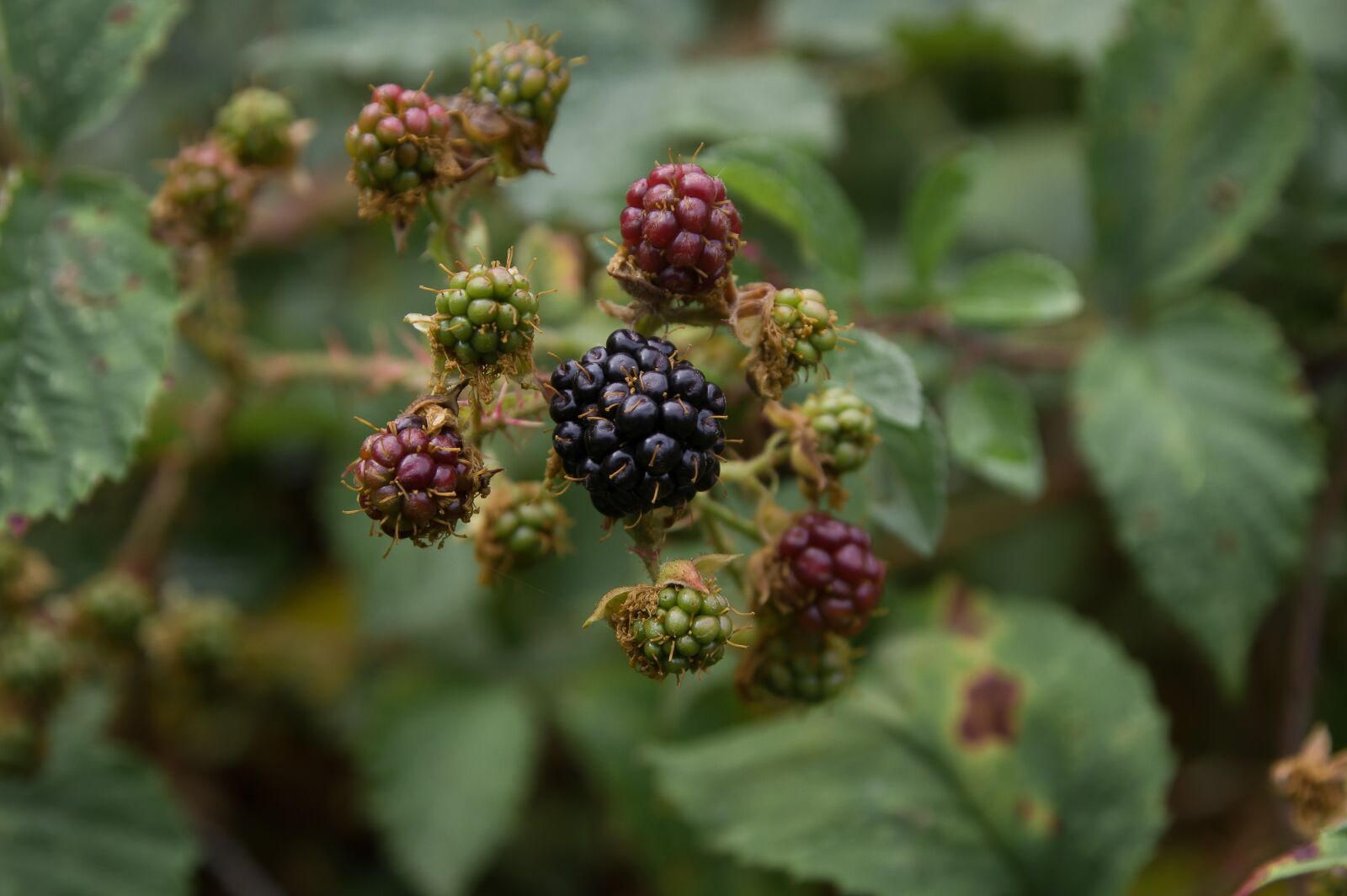 Pentax KP sample photo. Blackberries, wild fruits, bush photography