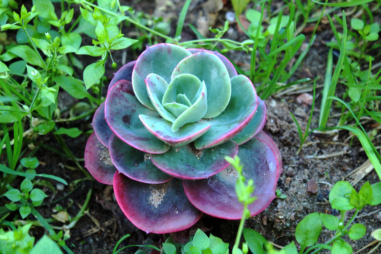 Canon EOS 1300D (EOS Rebel T6 / EOS Kiss X80) sample photo. Nature, plant, garden photography