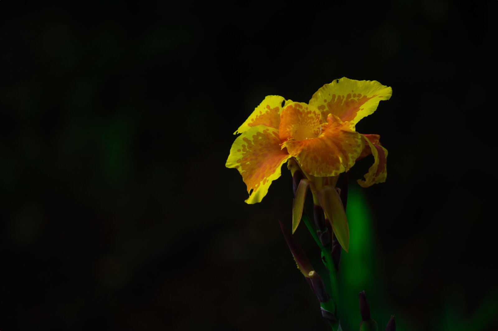 Nikon D3200 sample photo. Costa rica, plant, flower photography
