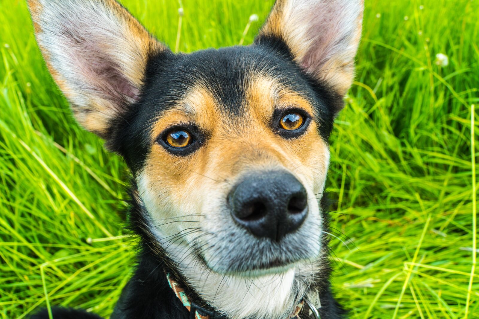 Sony a6300 + Sony E PZ 18-105mm F4 G OSS sample photo. Dog, ears, animal photography