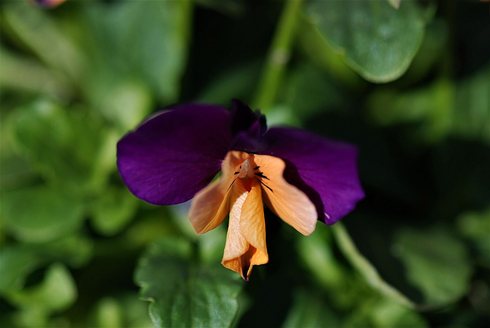 Nikon D80 sample photo. Pansy, flower, plant photography
