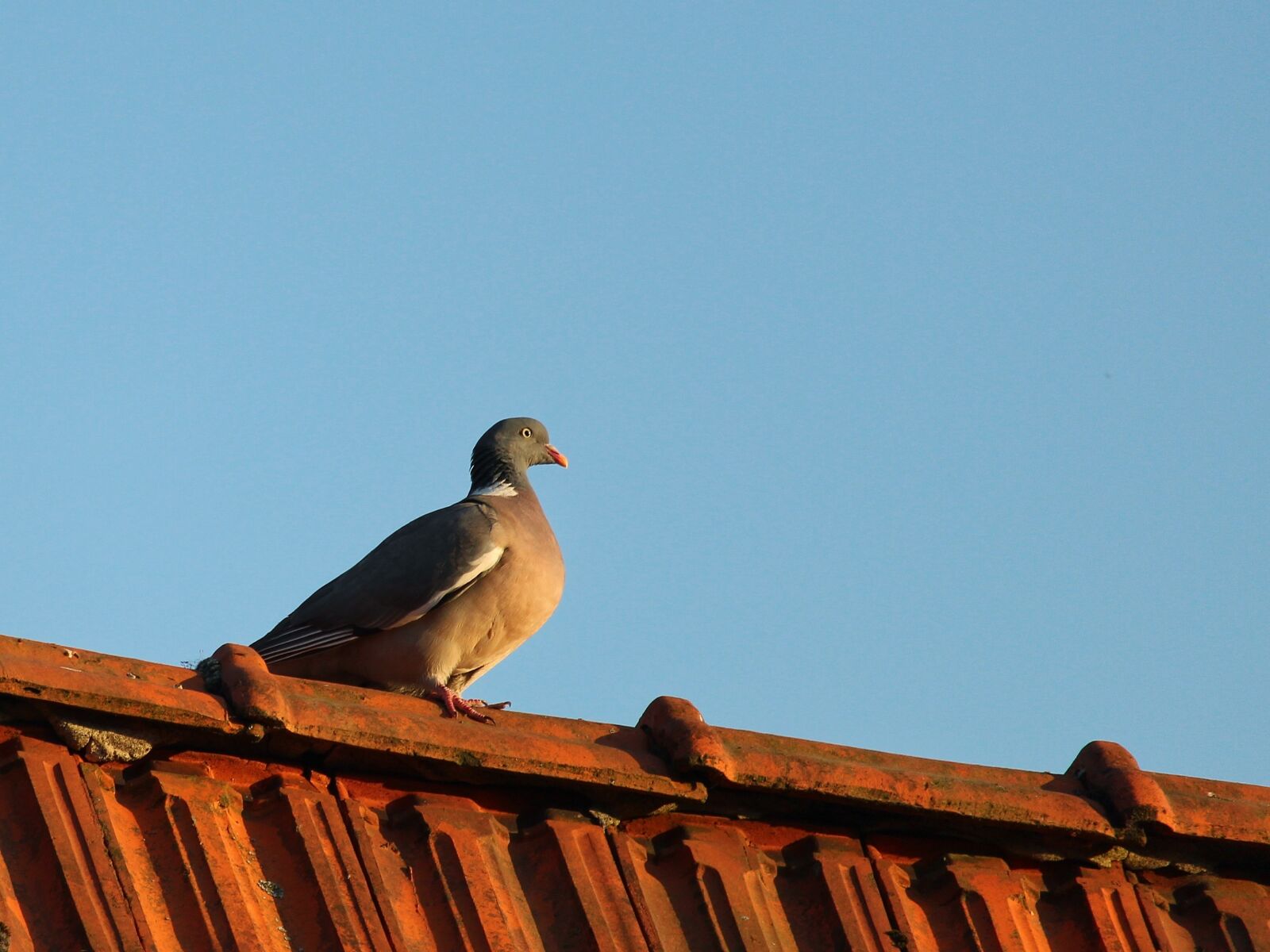 Canon EF-S 55-250mm F4-5.6 IS STM sample photo. Dove, roof, pigeon on photography