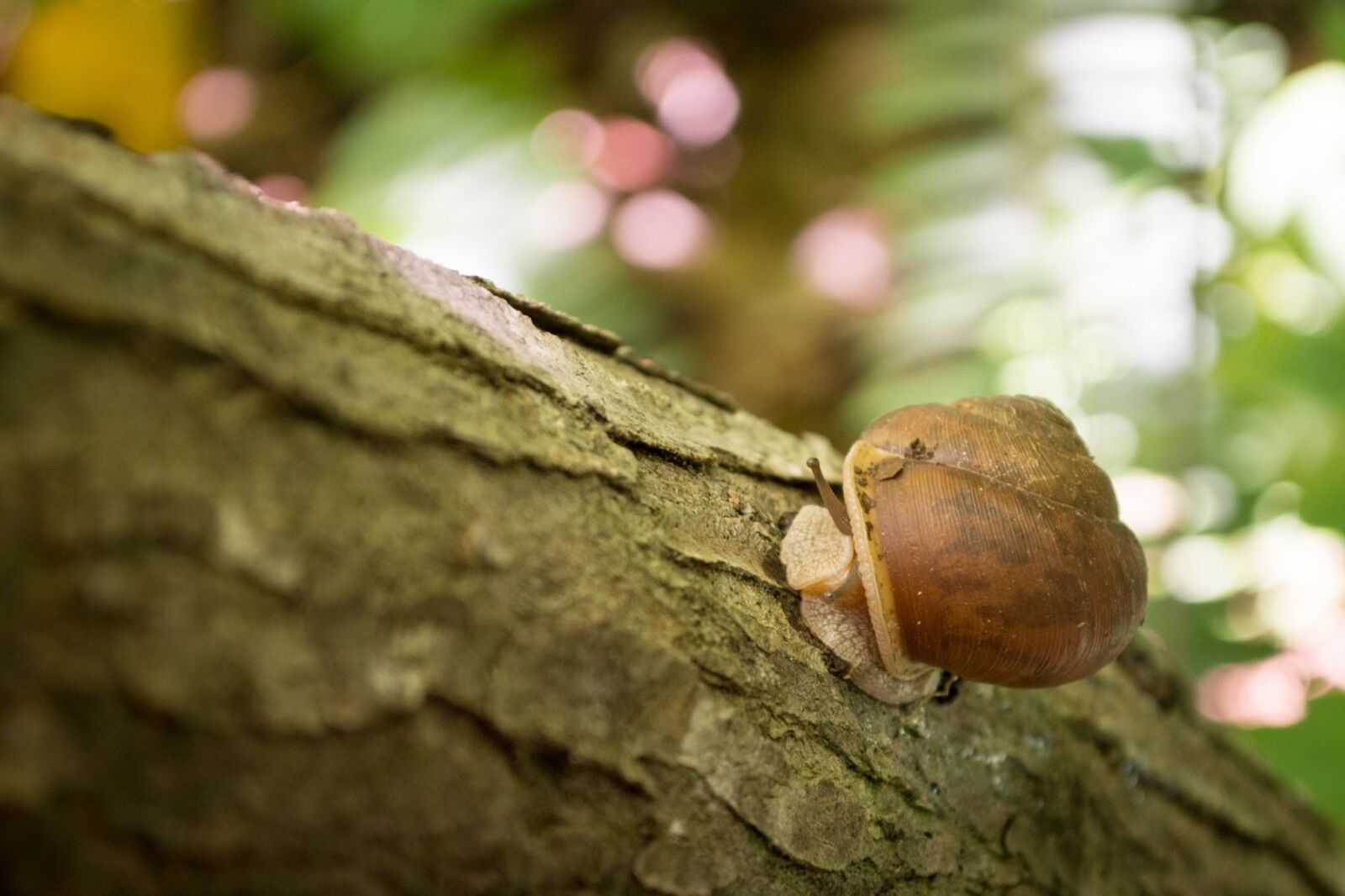 Nikon D7100 sample photo. Snail, tree, nature photography