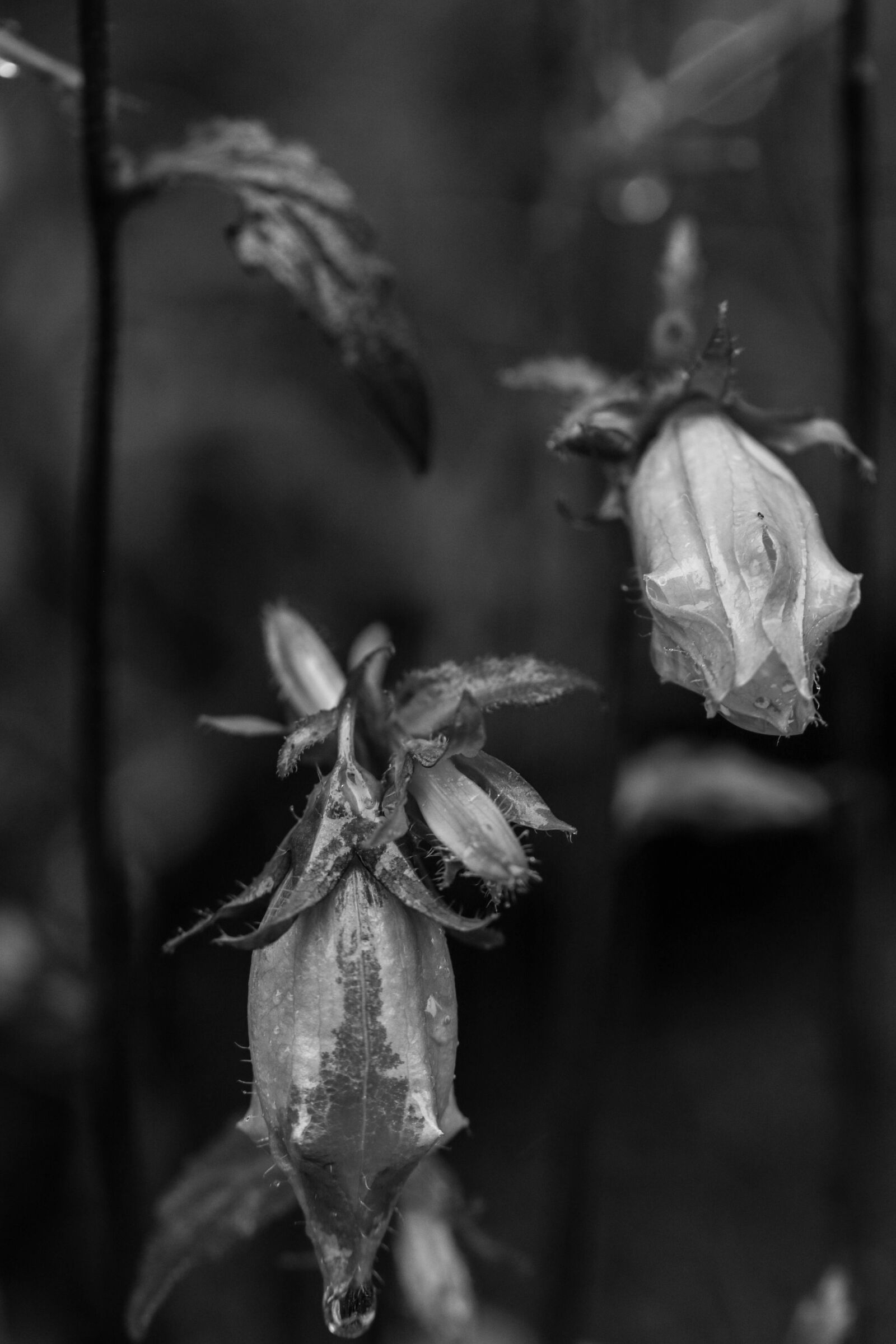 Canon EOS 7D Mark II sample photo. Bluebell, rain, wet photography