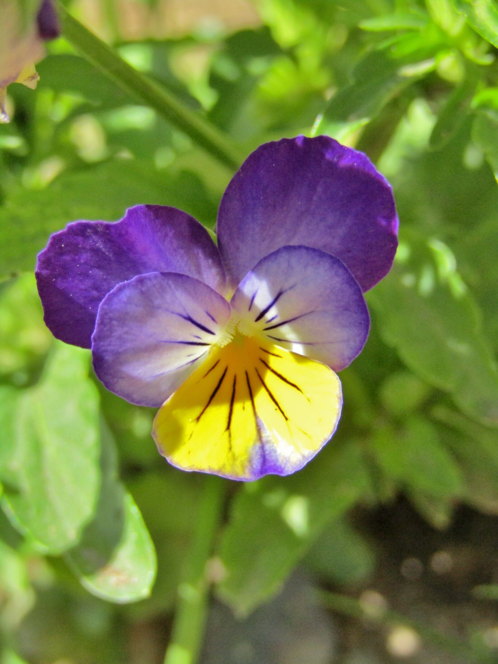 Canon POWERSHOT SX432 IS sample photo. Pansy, purple, yellow photography