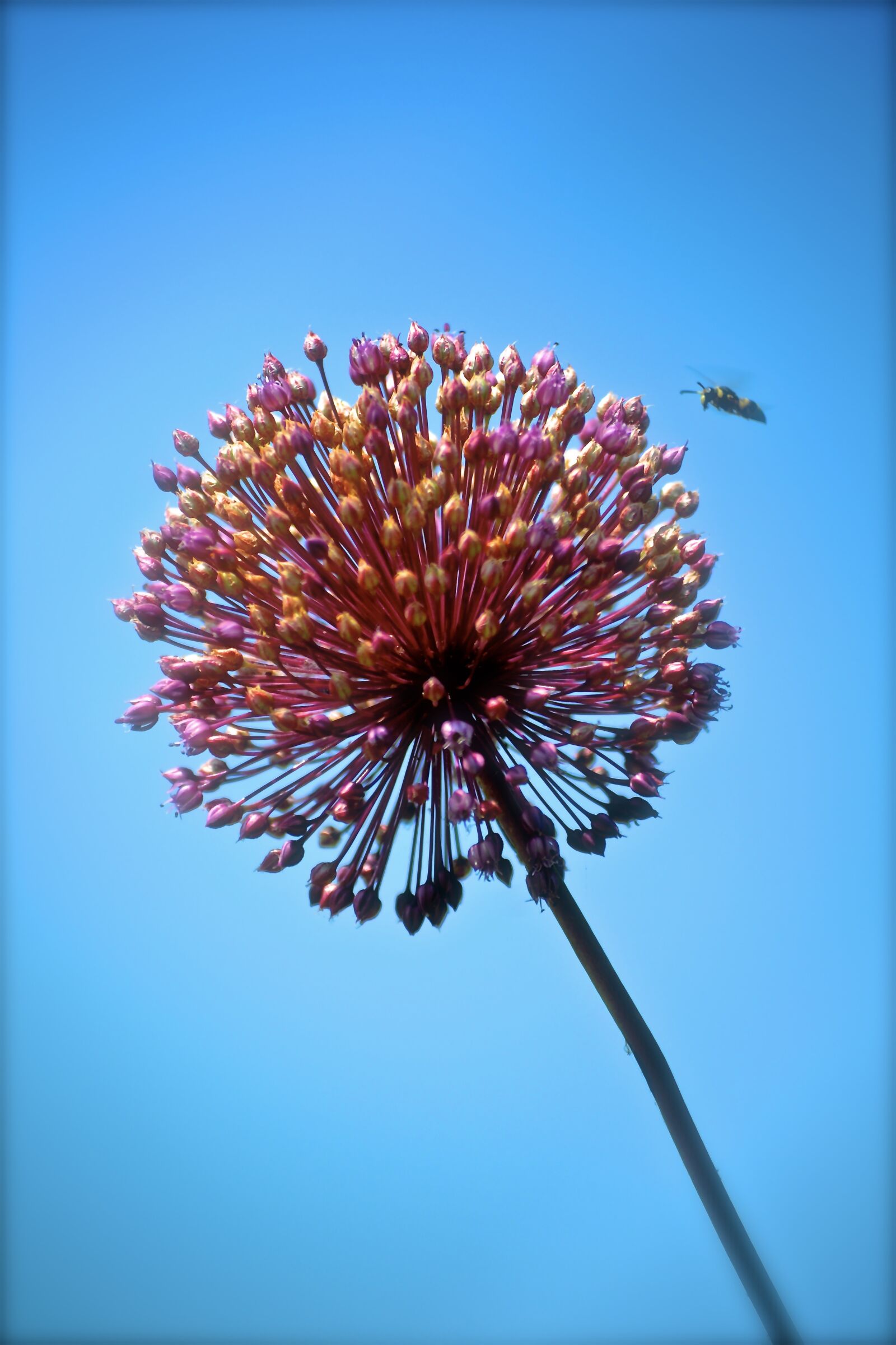 Nikon D3100 sample photo. Flower, bee, sky photography