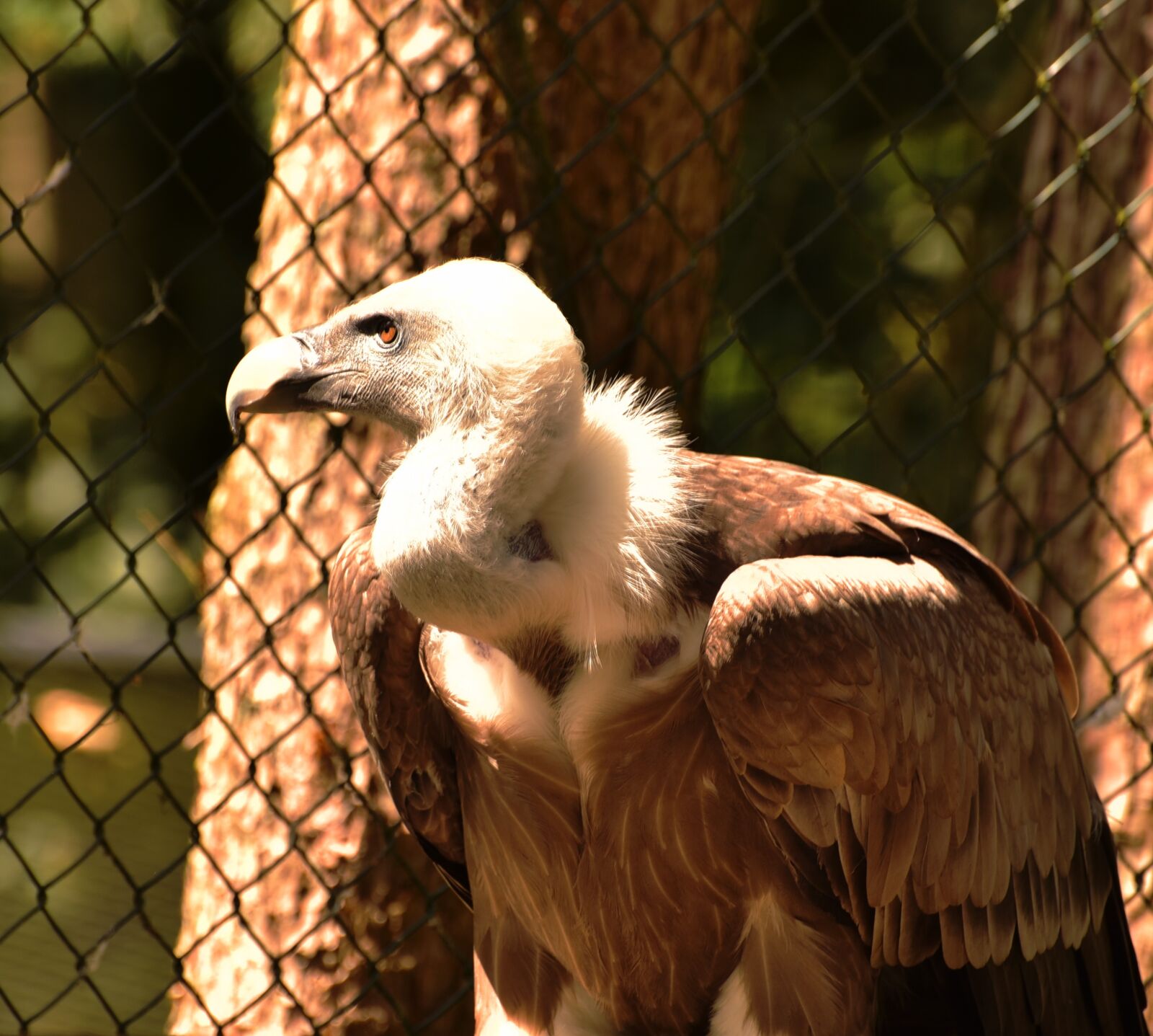 Nikon D750 sample photo. Vulture, feather, bird photography