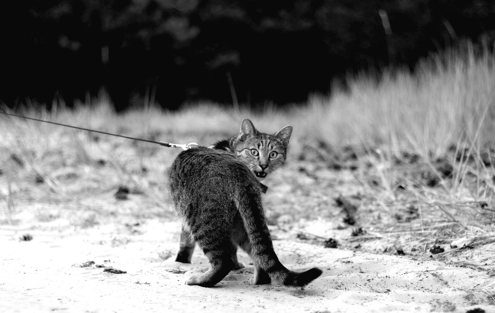 Canon EOS 80D sample photo. Ajaks, cat, sweet photography