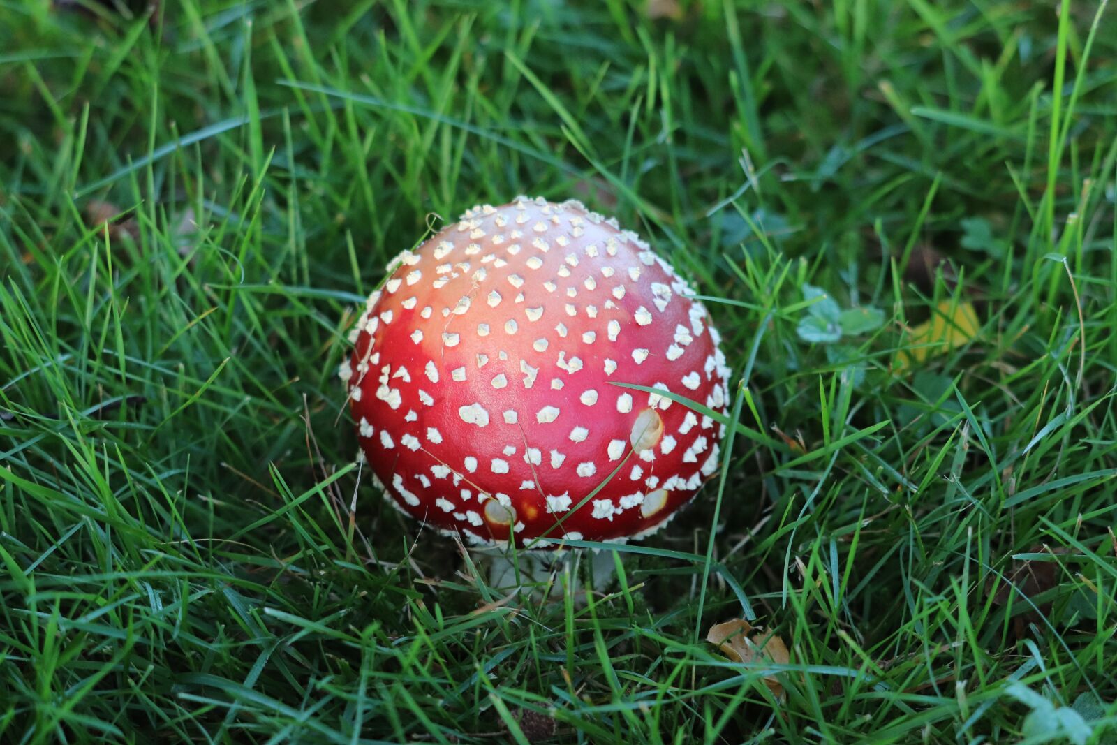 Canon EF 70-300 F4-5.6 IS II USM sample photo. Fly agaric, toxic, autumn photography