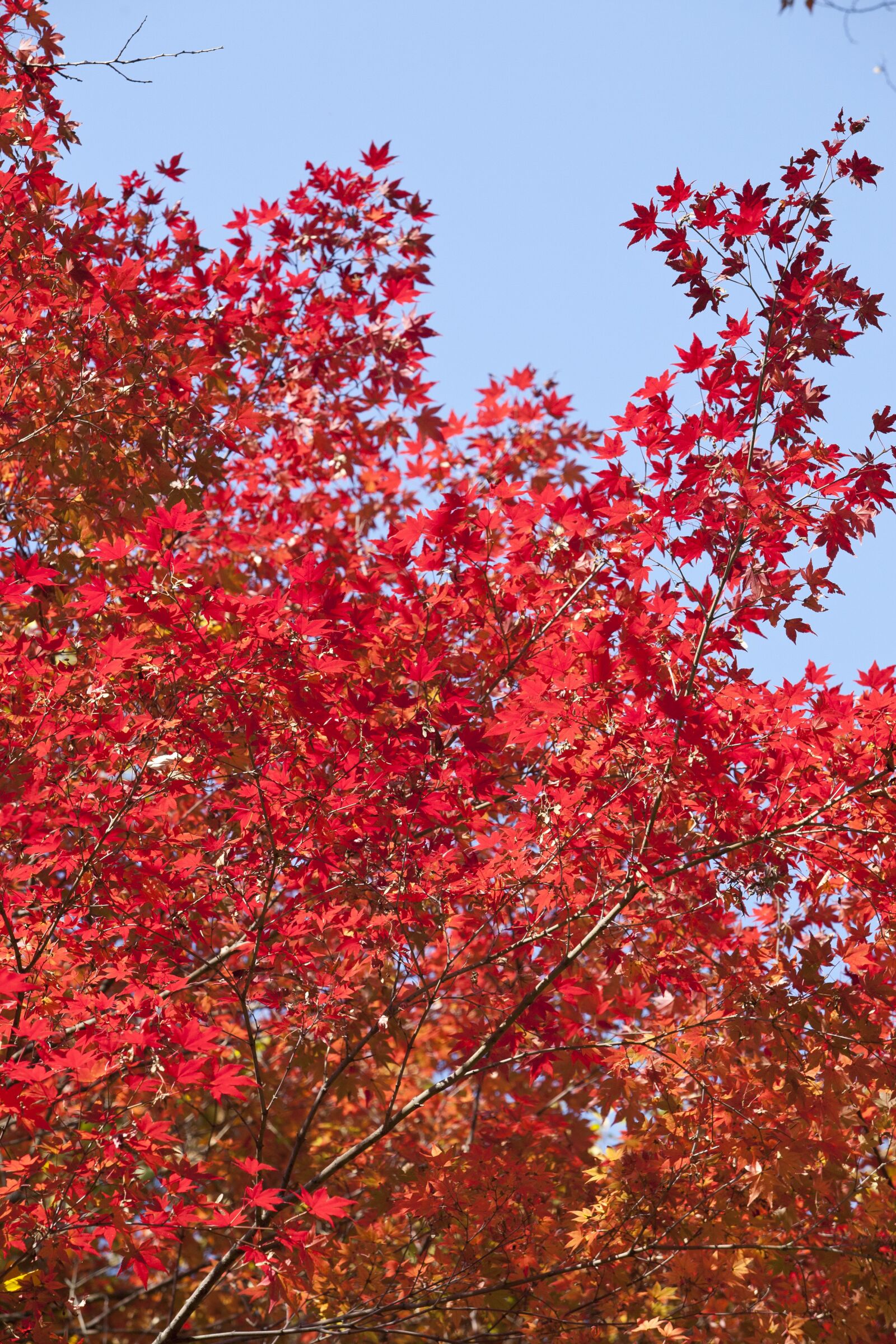 Canon EOS 5D sample photo. Autumn leaves, leaves, autumn photography