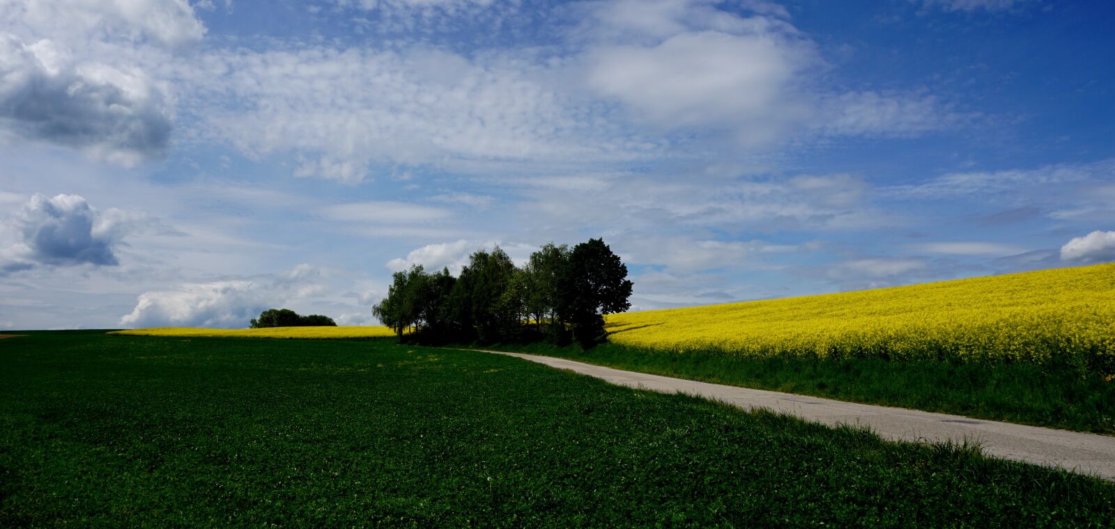 Sony a6000 sample photo. Field of rapeseeds, nature photography