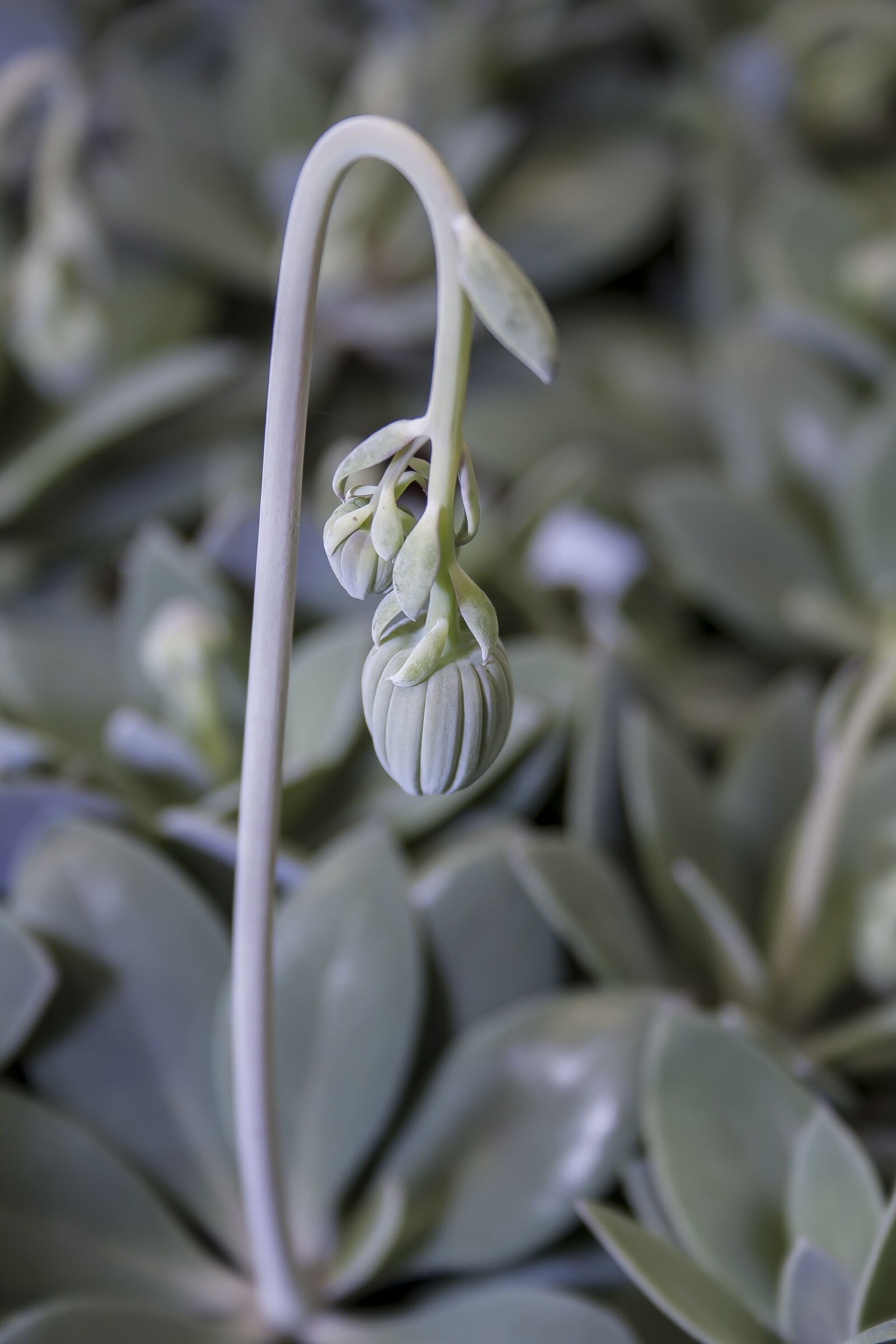 Canon EF-S 18-55mm F3.5-5.6 II sample photo. Senecio cephaluphorus, flower stem photography