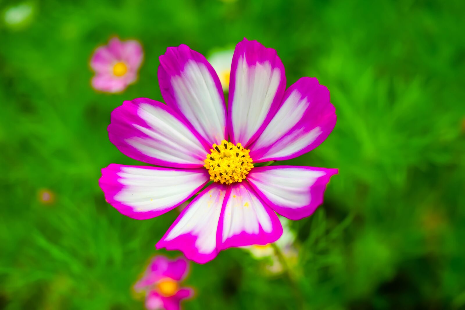 Nikon D5300 sample photo. Gesanghua, summer, flowers photography